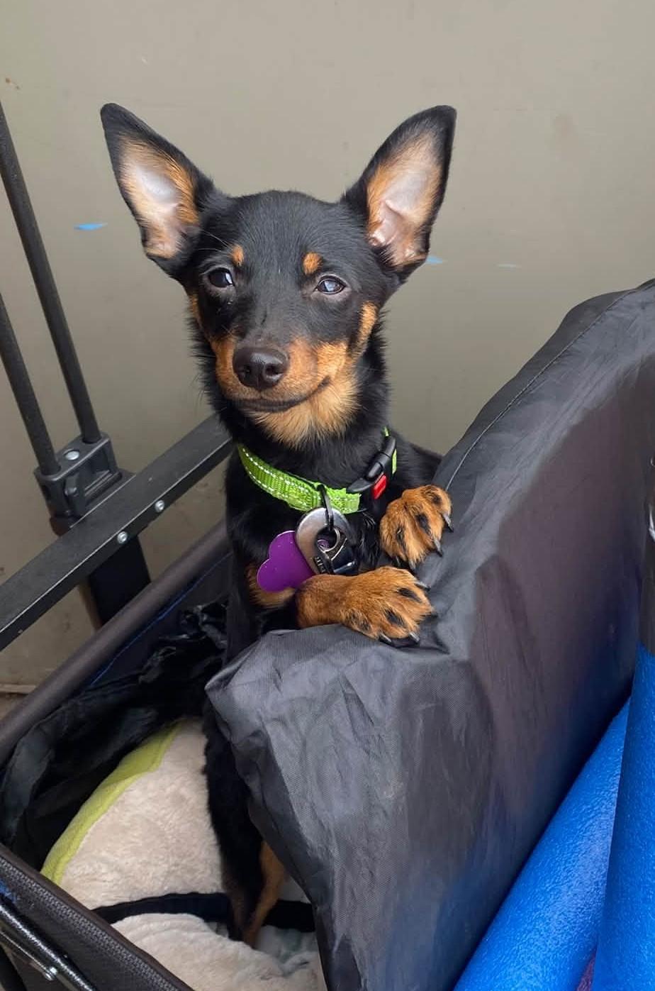 Enlarge Snickers, a Adoptable mixed breed in Eugene, OR image 2/3