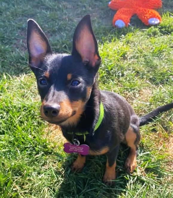 Snickers, Adoptable, Young Male Miniature Pinscher.