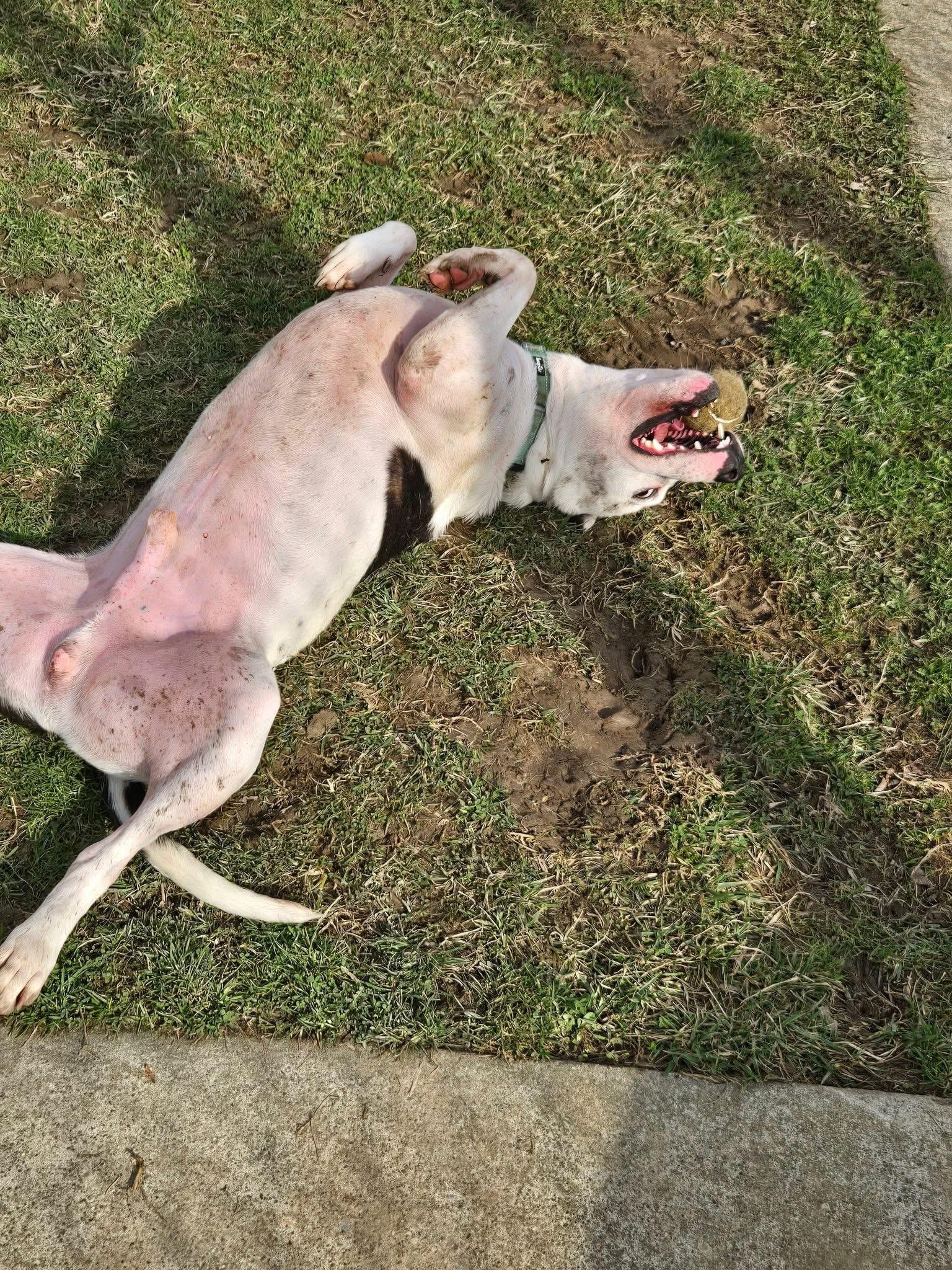 Enlarge Pringles, a Adoptable Terrier in Zanesville, OH image 1/3