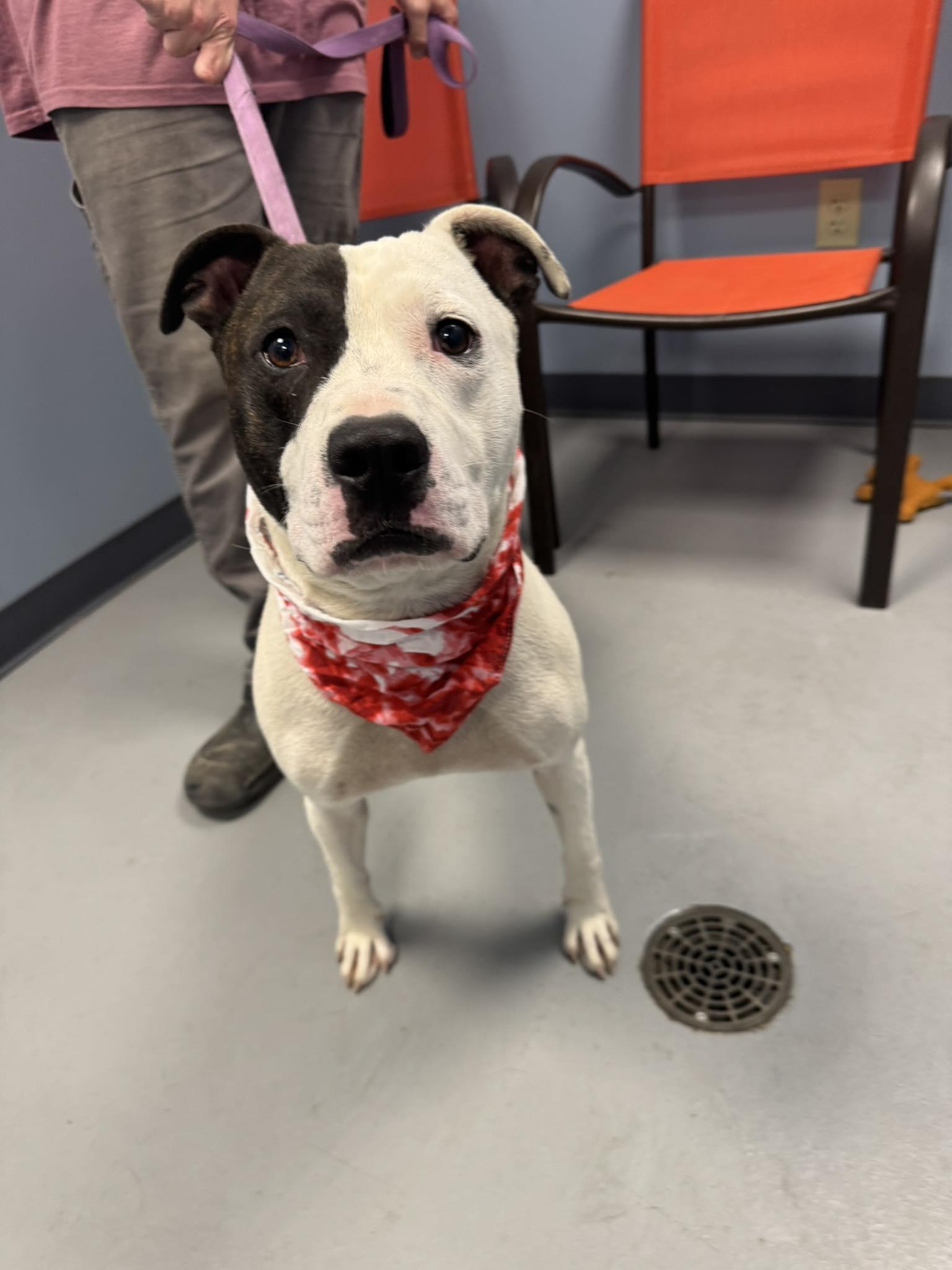 Pringles, a Adoptable Terrier in Zanesville, OH image 1/2