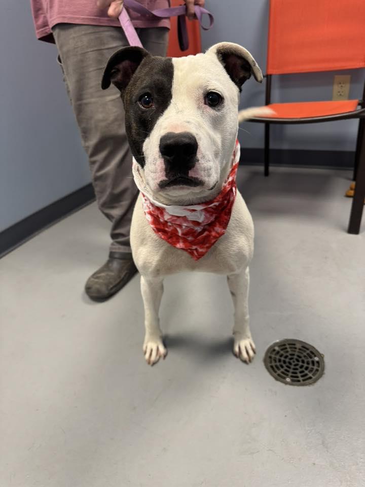 Pringles, a Adoptable Terrier in Zanesville, OH image 2/2