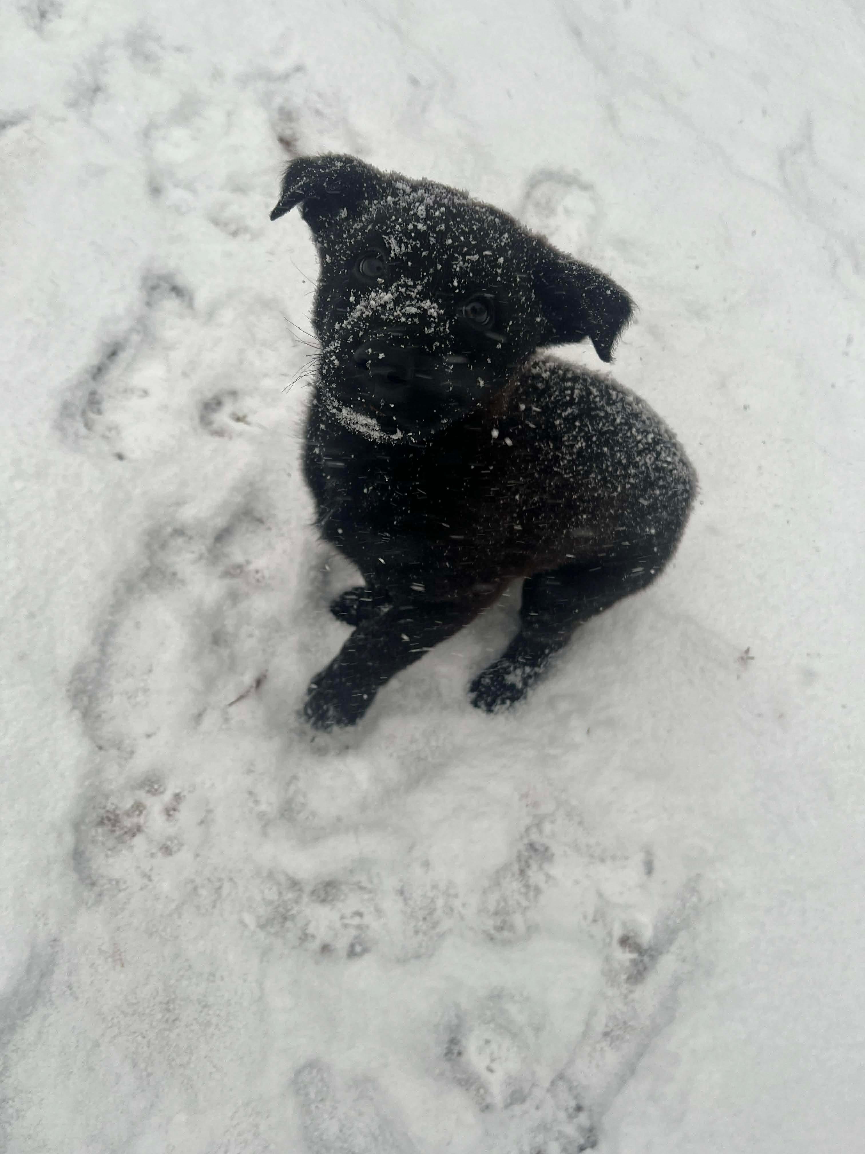 Enlarge Clark, an adopted mixed breed in East Haddam, CT image 4/6
