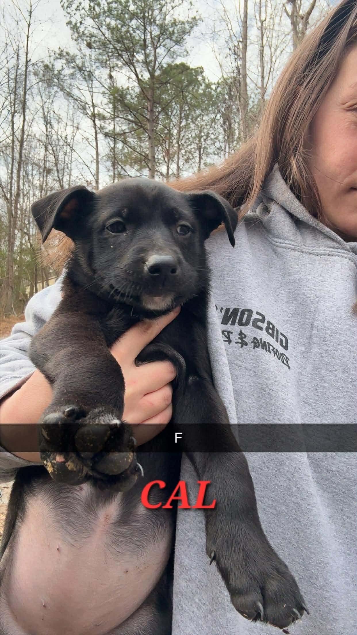 Enlarge Clark, an adopted mixed breed in East Haddam, CT image 2/6