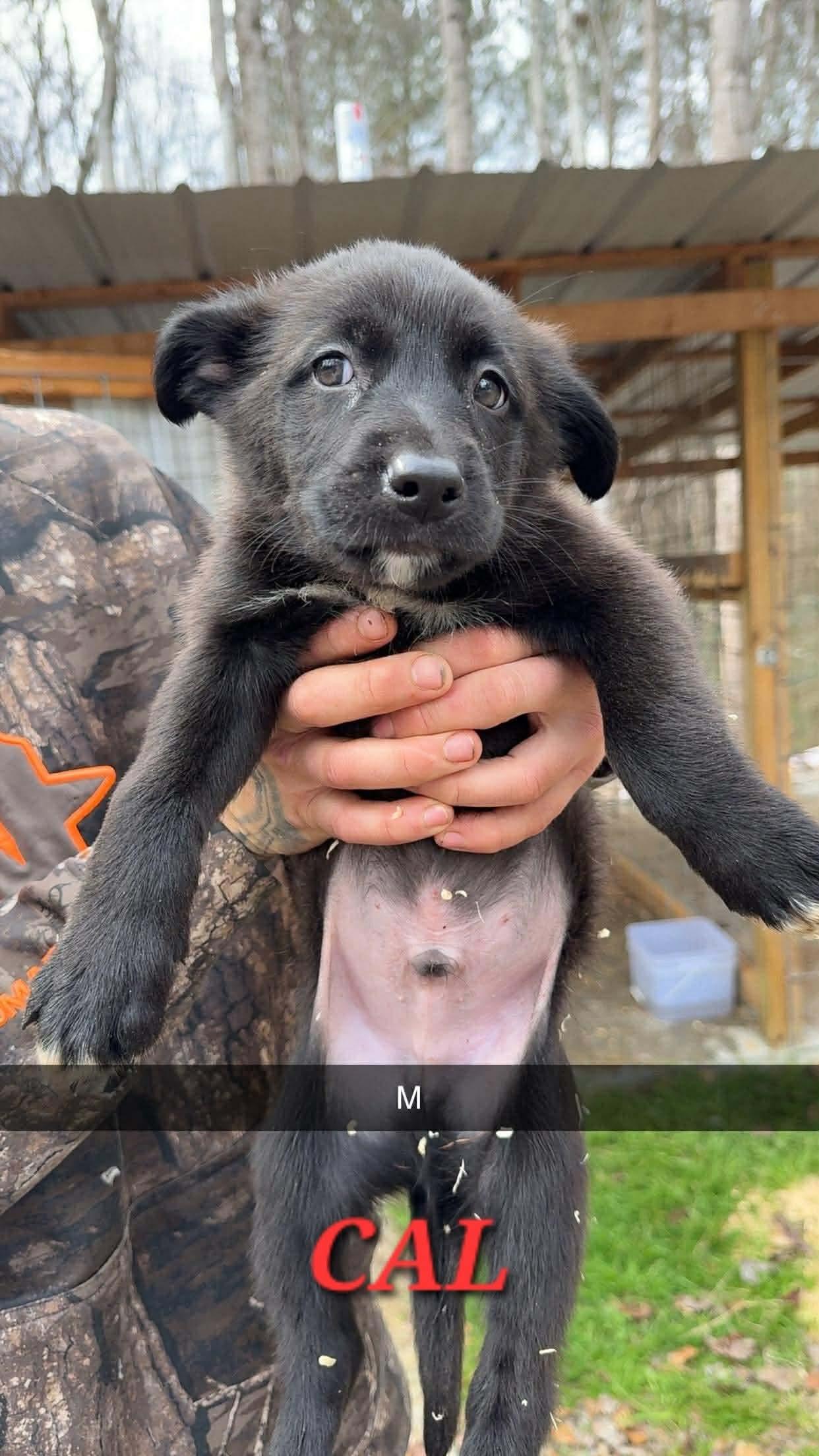 Clark, adopted, Puppy Male Labrador Retriever & Great Pyrenees.