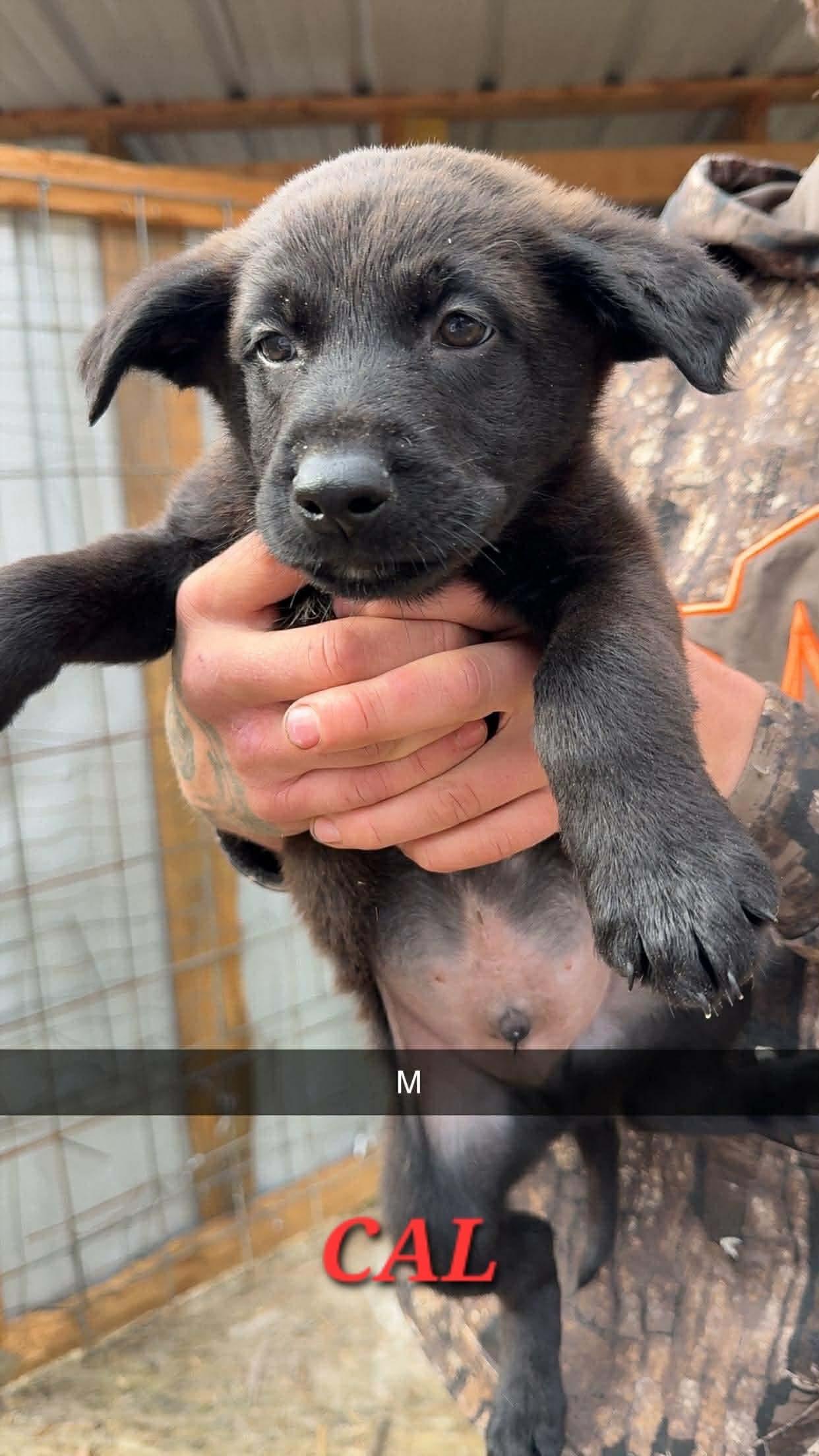 Enlarge Clark, an adopted mixed breed in East Haddam, CT image 3/6