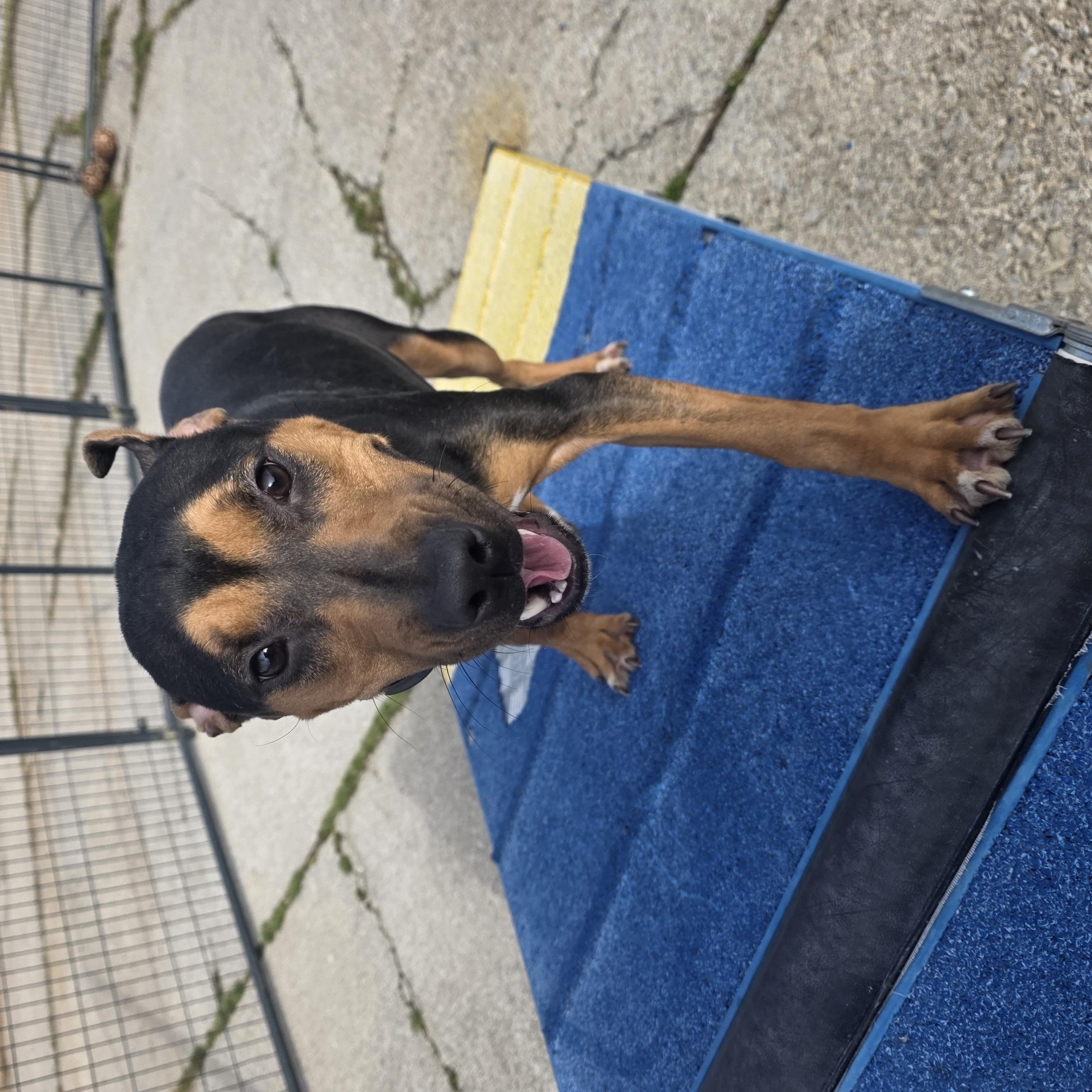 Enlarge Marina, a ADOPTABLE mixed breed in PHILADELPHIA, TN image 1/2