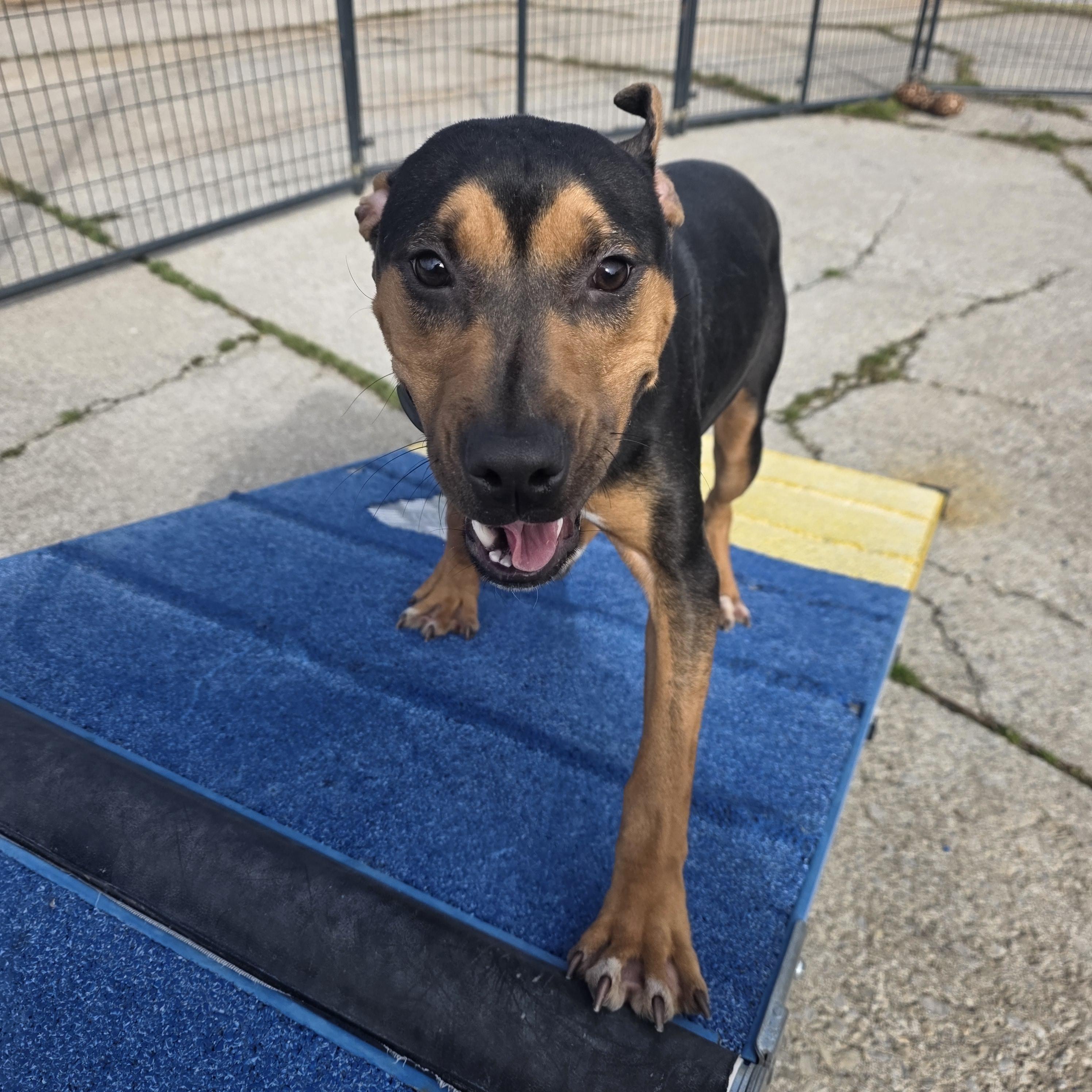 Enlarge Marina, a ADOPTABLE mixed breed in PHILADELPHIA, TN image 1/2