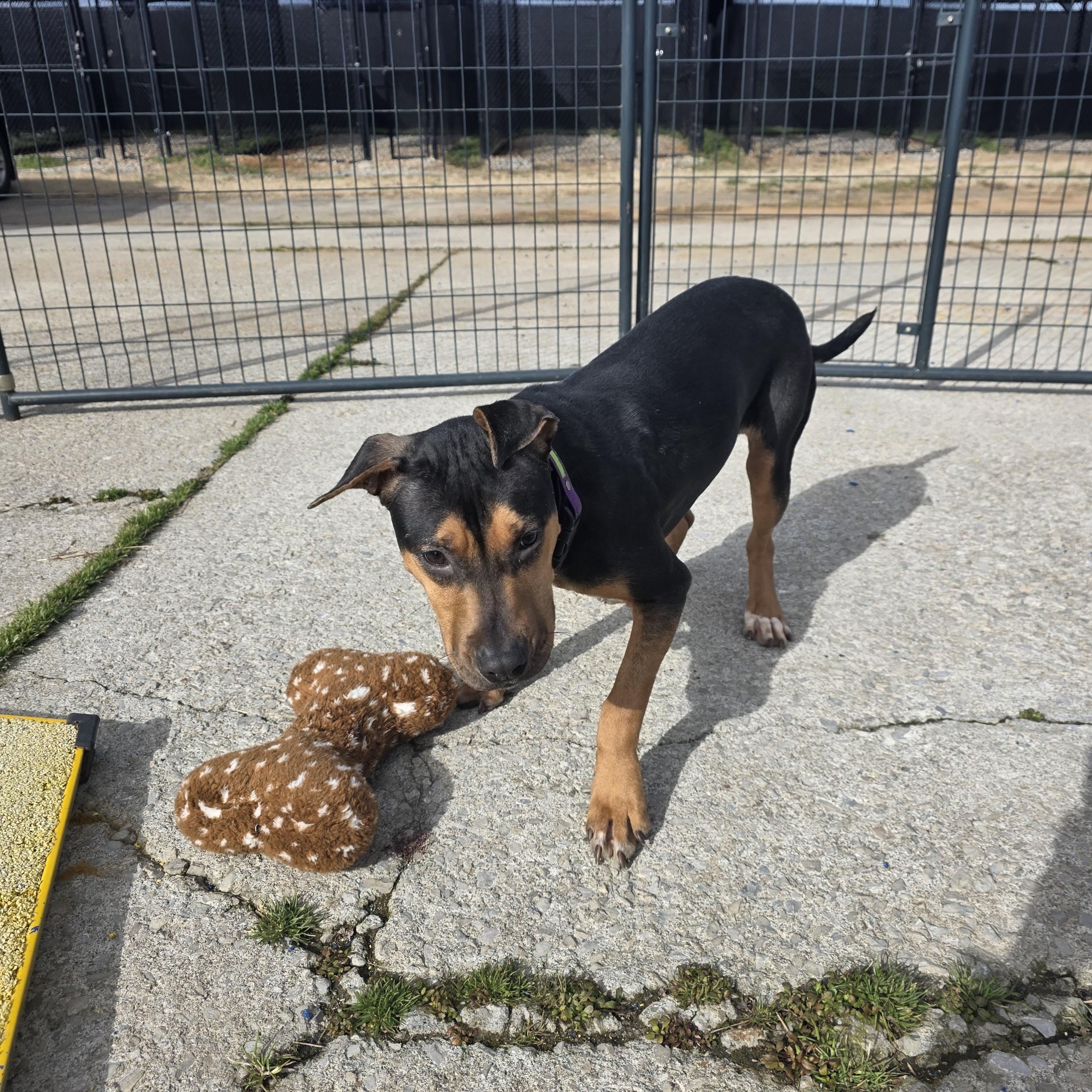 Enlarge Marina, a ADOPTABLE mixed breed in PHILADELPHIA, TN image 2/2