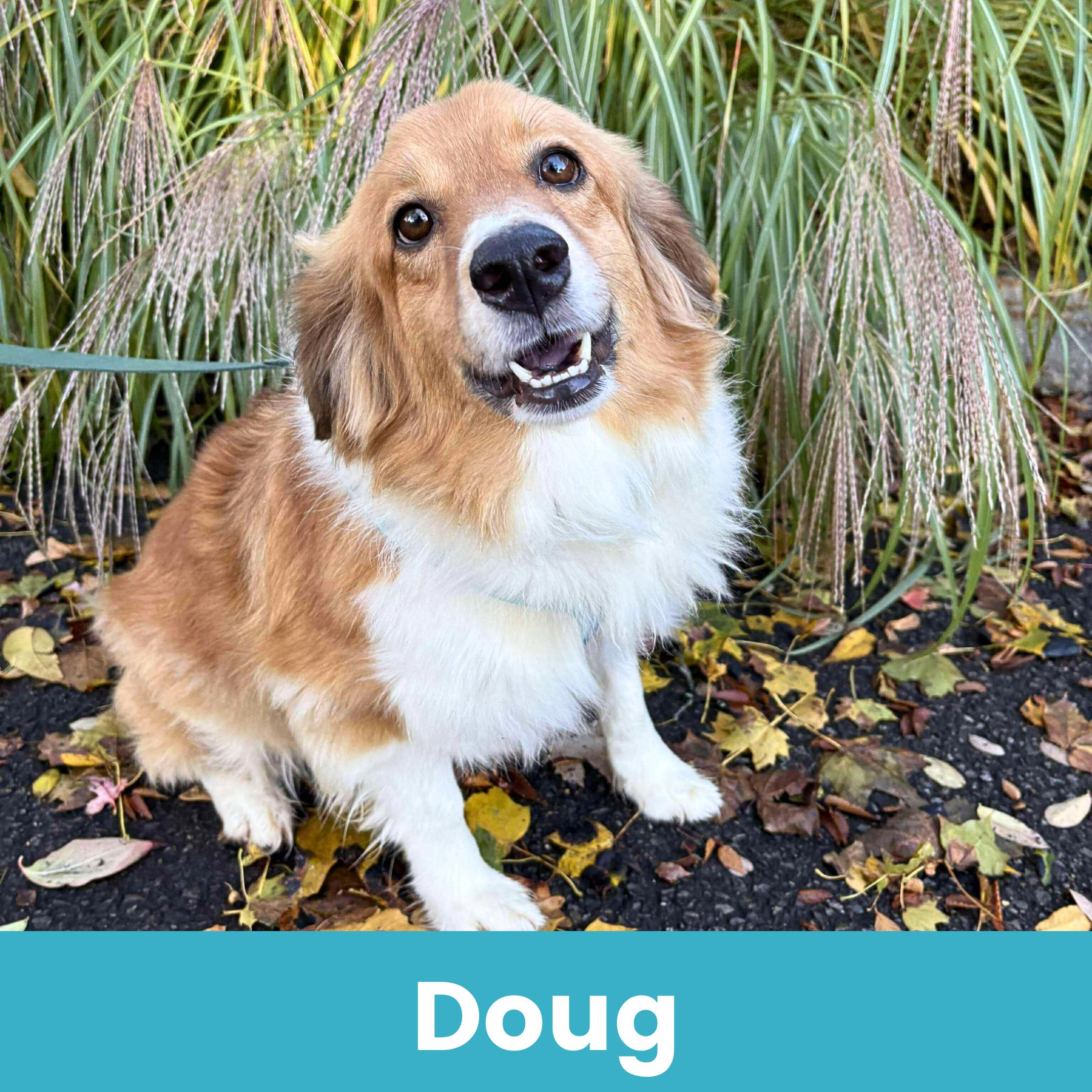 Doug