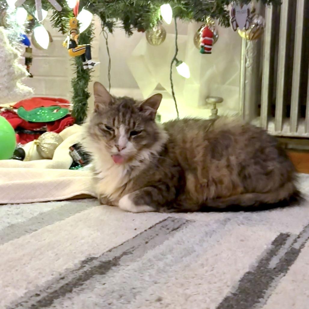 Mr. Walnut, a Adoptable Domestic Medium Hair in Philadelphia, PA image 2/6