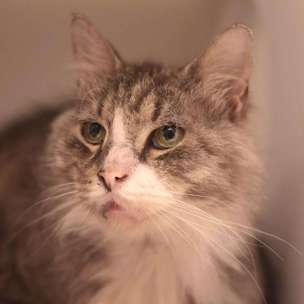 Mr. Walnut, Adoptable, Senior Male Domestic Medium Hair.