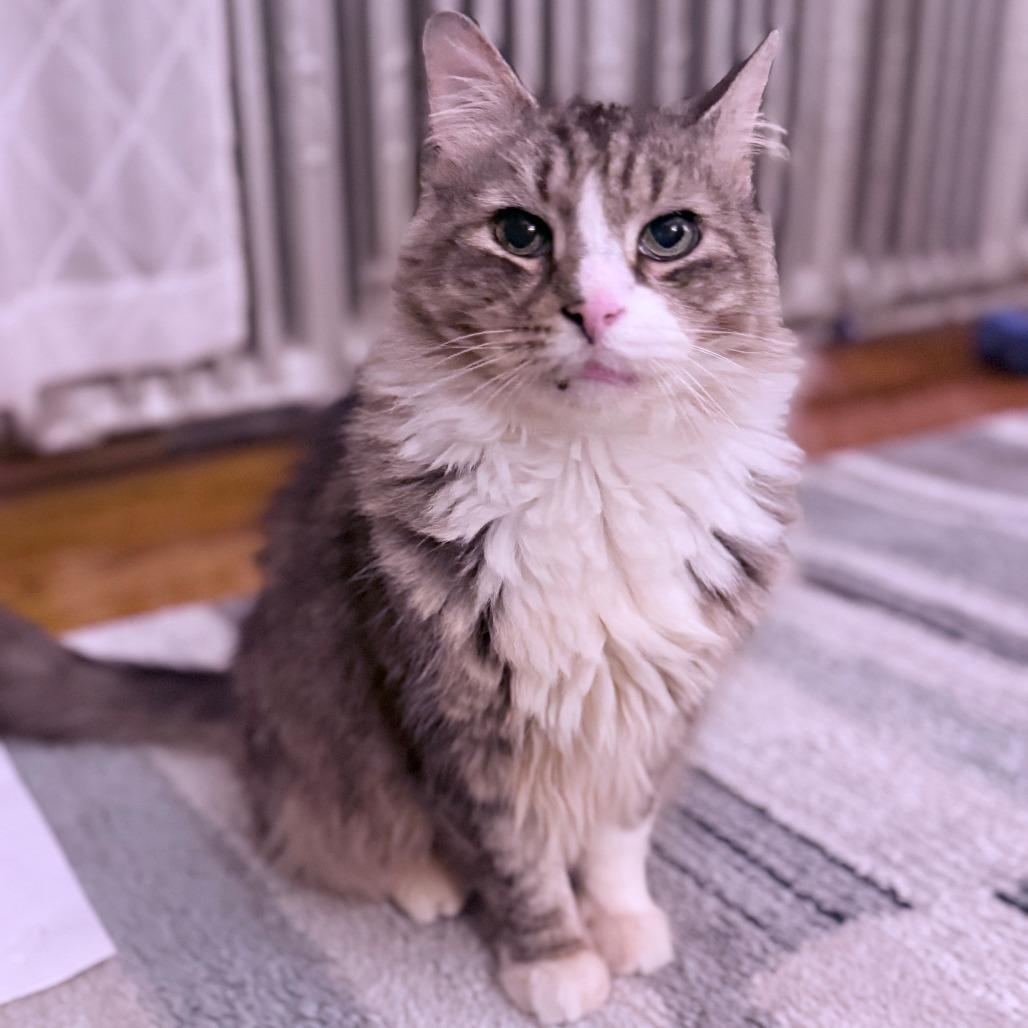 Mr. Walnut, a Adoptable Domestic Medium Hair in Philadelphia, PA image 3/6