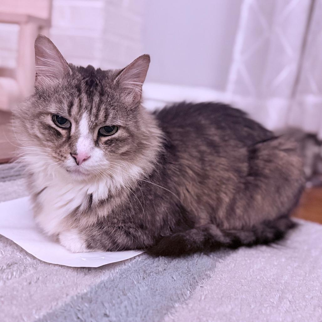 Mr. Walnut, a Adoptable Domestic Medium Hair in Philadelphia, PA image 4/6