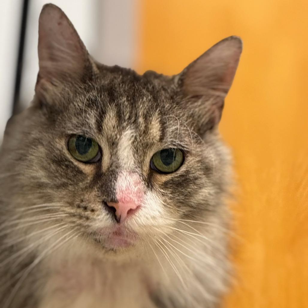 Mr. Walnut, a Adoptable Domestic Medium Hair in Philadelphia, PA image 6/6