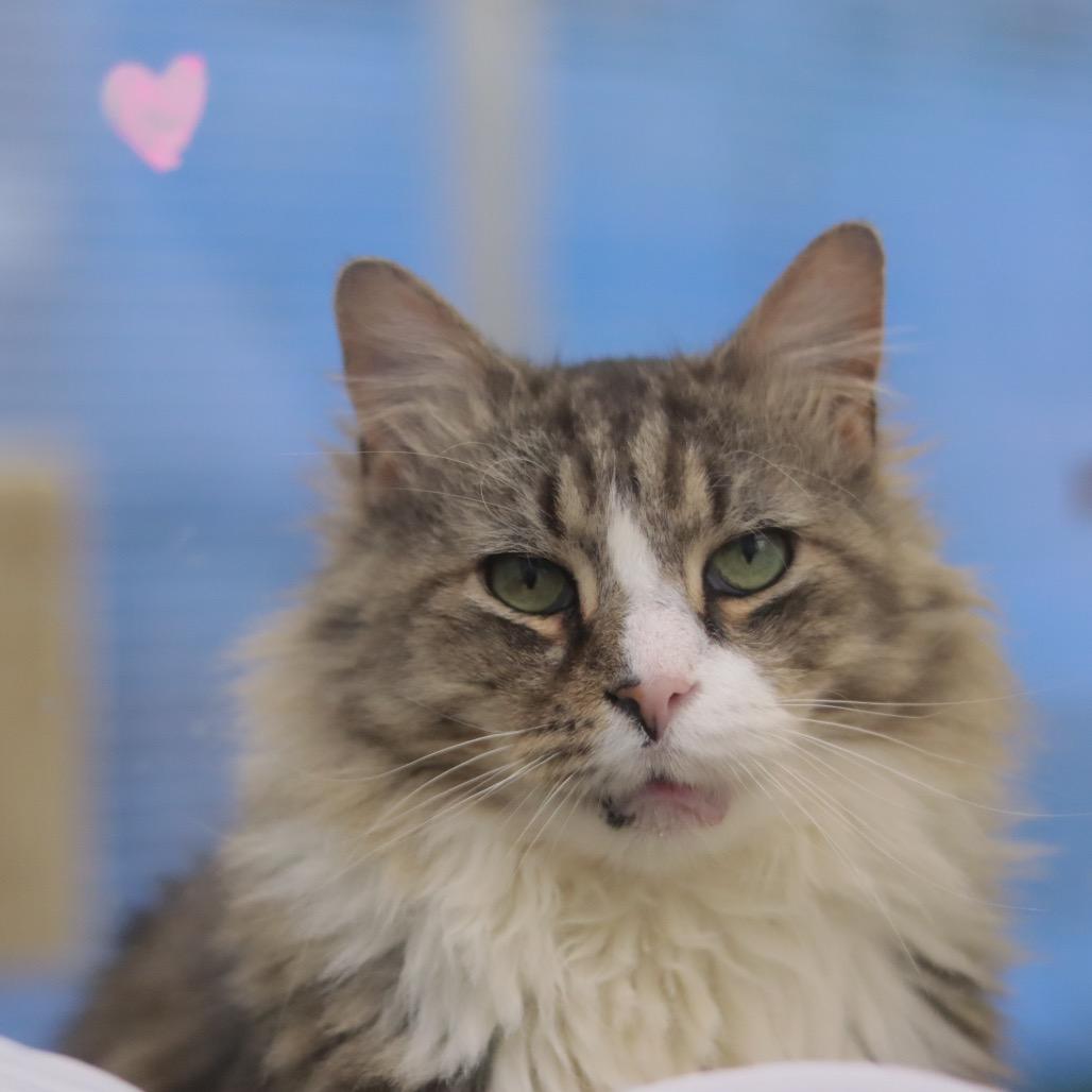 Mr. Walnut — thumbnail 6