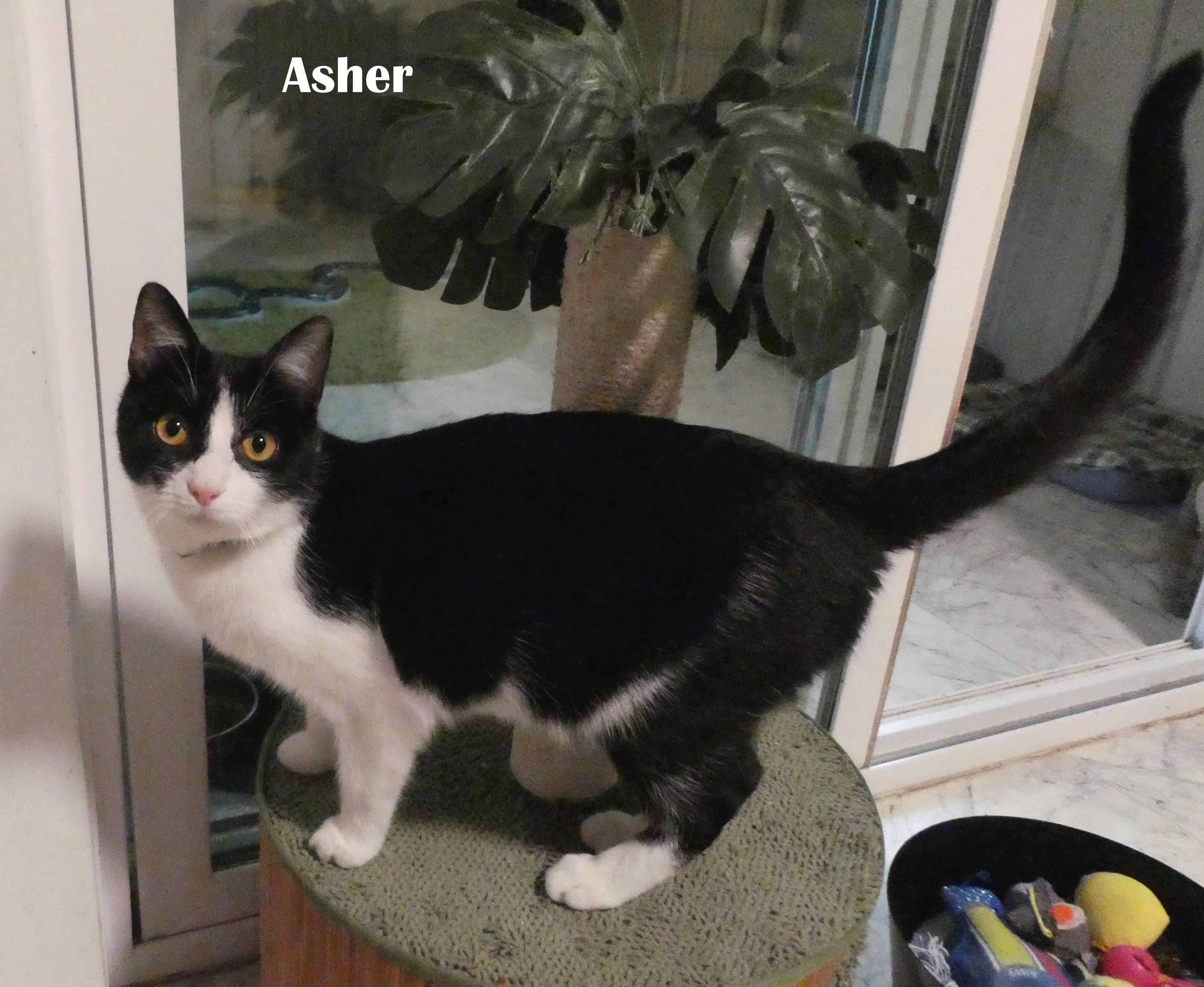 Asher & Cyrus (BONDED PAIR), an adopted Domestic Short Hair in Mount Sterling, KY image 3/6