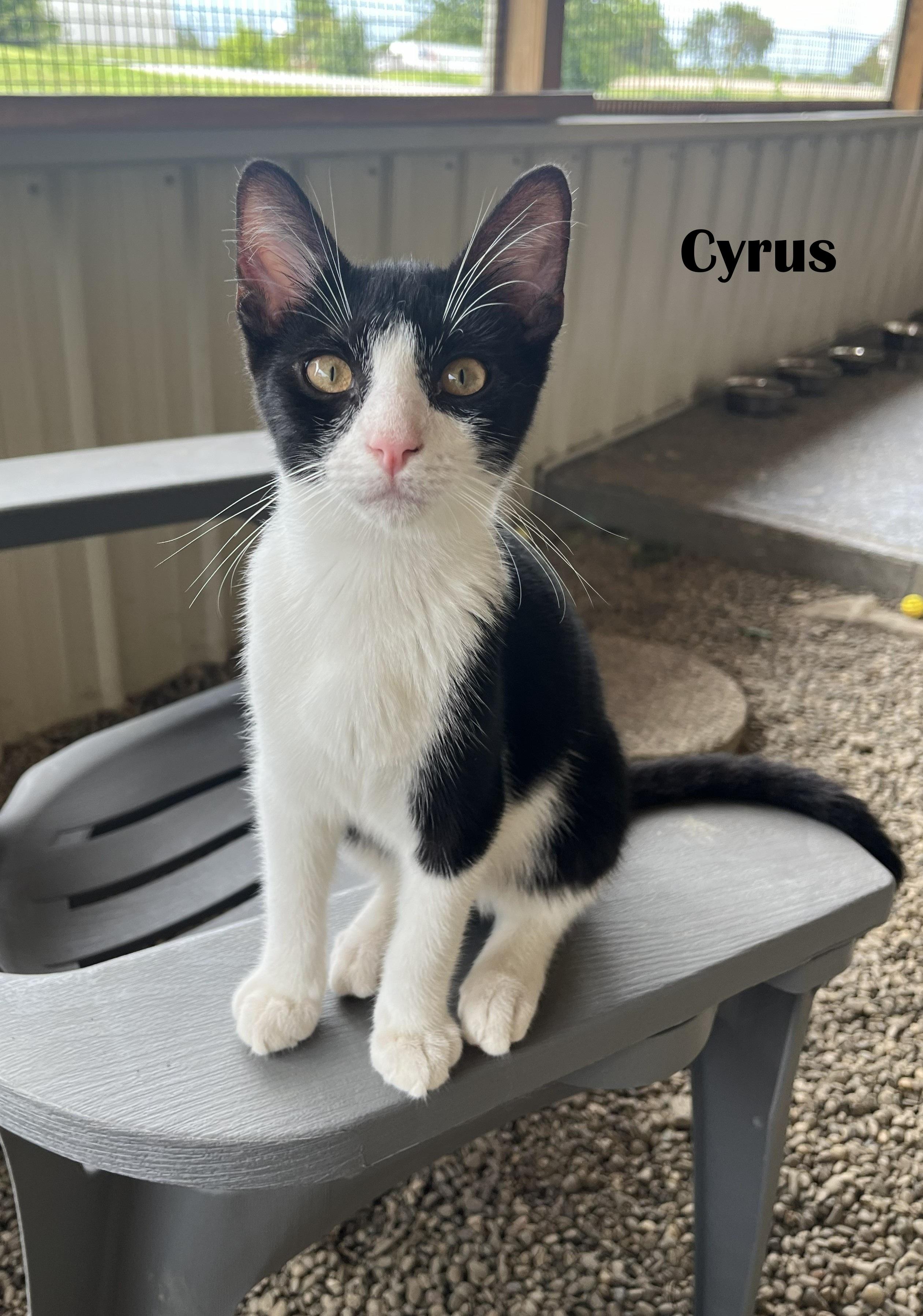 Asher & Cyrus (BONDED PAIR), an adopted Domestic Short Hair in Mount Sterling, KY image 4/6