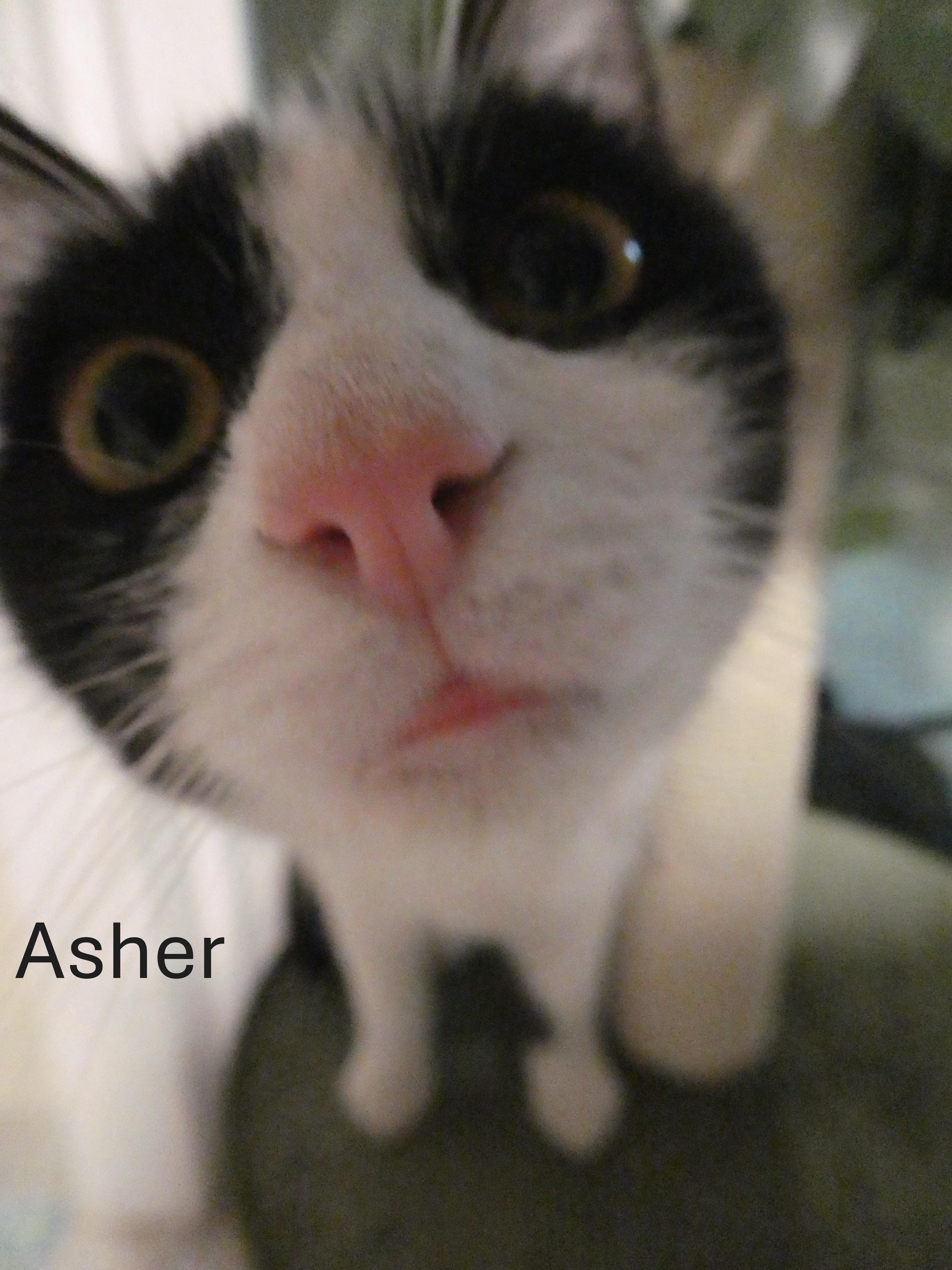 Asher & Cyrus (BONDED PAIR), adopted, Young Male Domestic Short Hair.