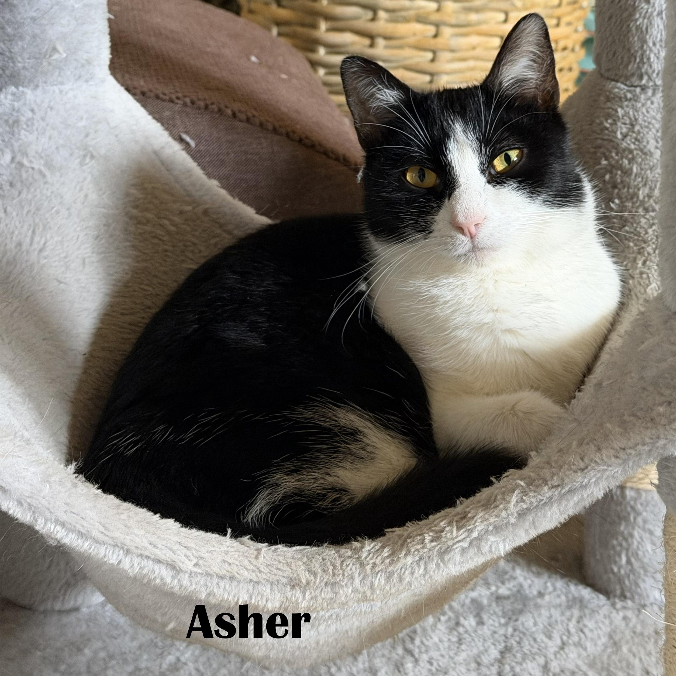 Asher & Cyrus (BONDED PAIR), an adopted Domestic Short Hair in Mount Sterling, KY image 5/6