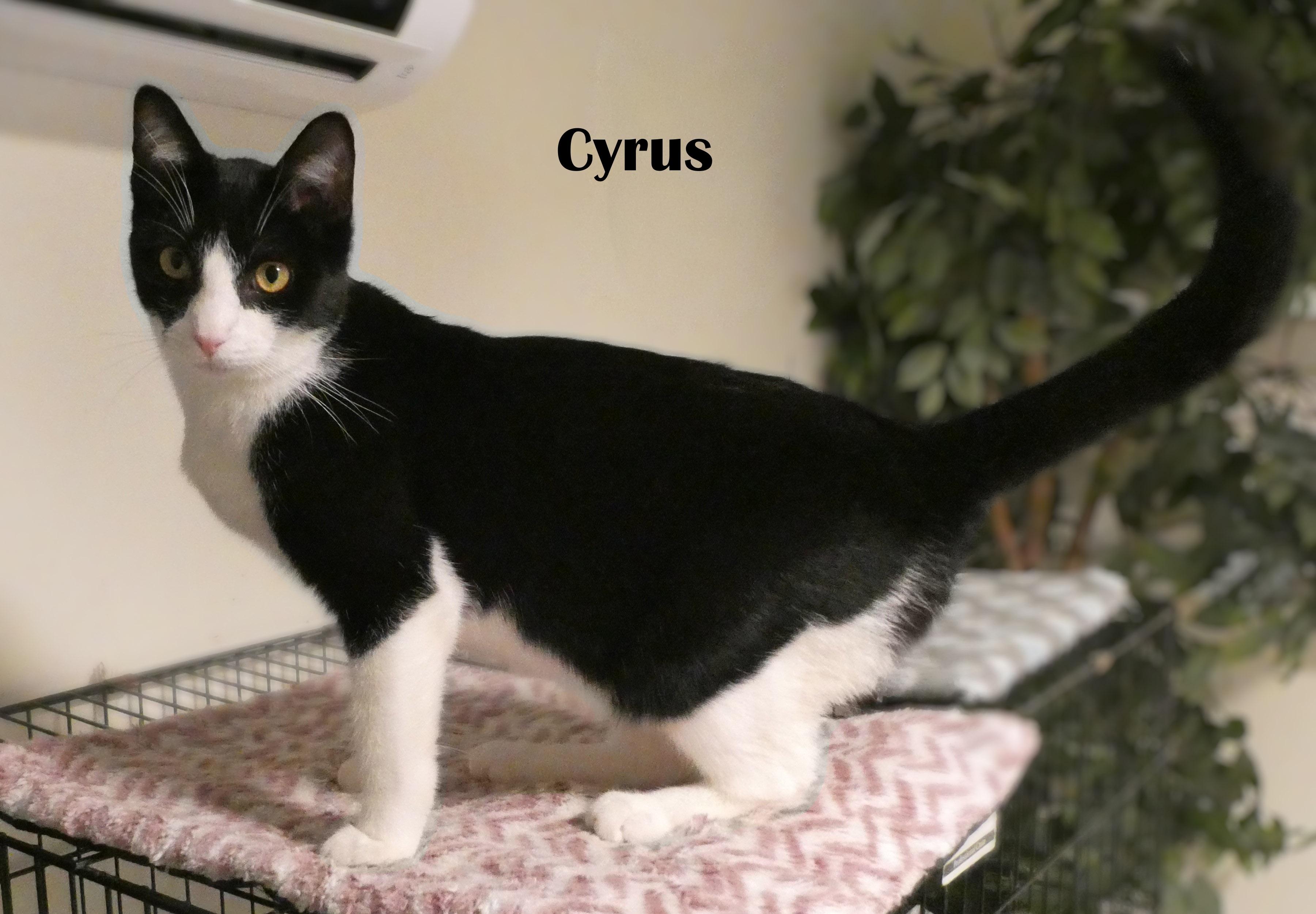 Asher & Cyrus (BONDED PAIR), an adopted Domestic Short Hair in Mount Sterling, KY image 2/6