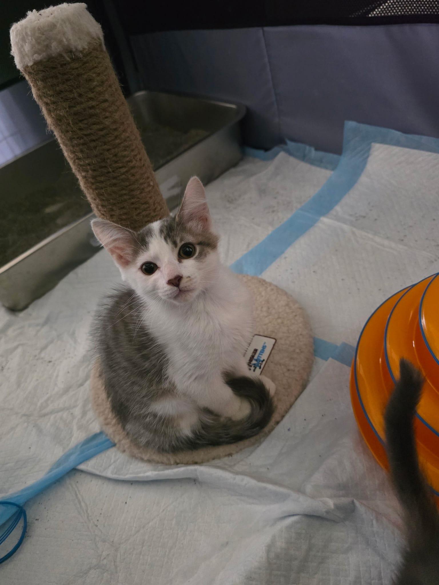 Oakley, a ADOPTABLE Domestic Short Hair in Odenton, MD image 2/2
