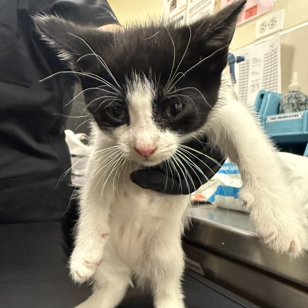 Emerald Jade Green Ball, Adoptable, Kitten Female Domestic Short Hair.