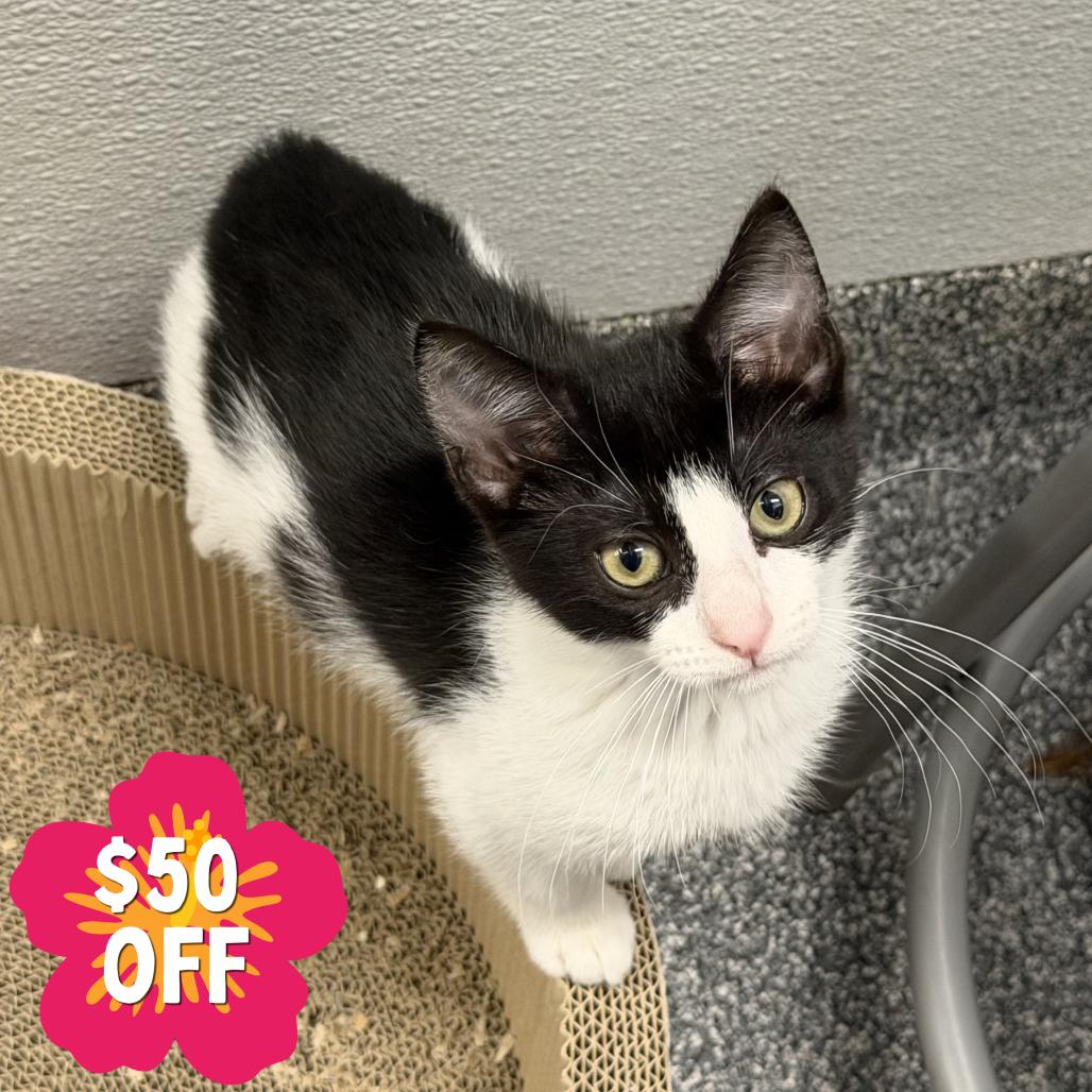 Emerald Jade Green Ball, a Adoptable Domestic Short Hair in Hinsdale, IL image 2/3