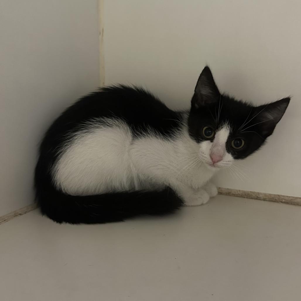 Emerald Jade Green Ball, a Adoptable Domestic Short Hair in Hinsdale, IL image 3/3