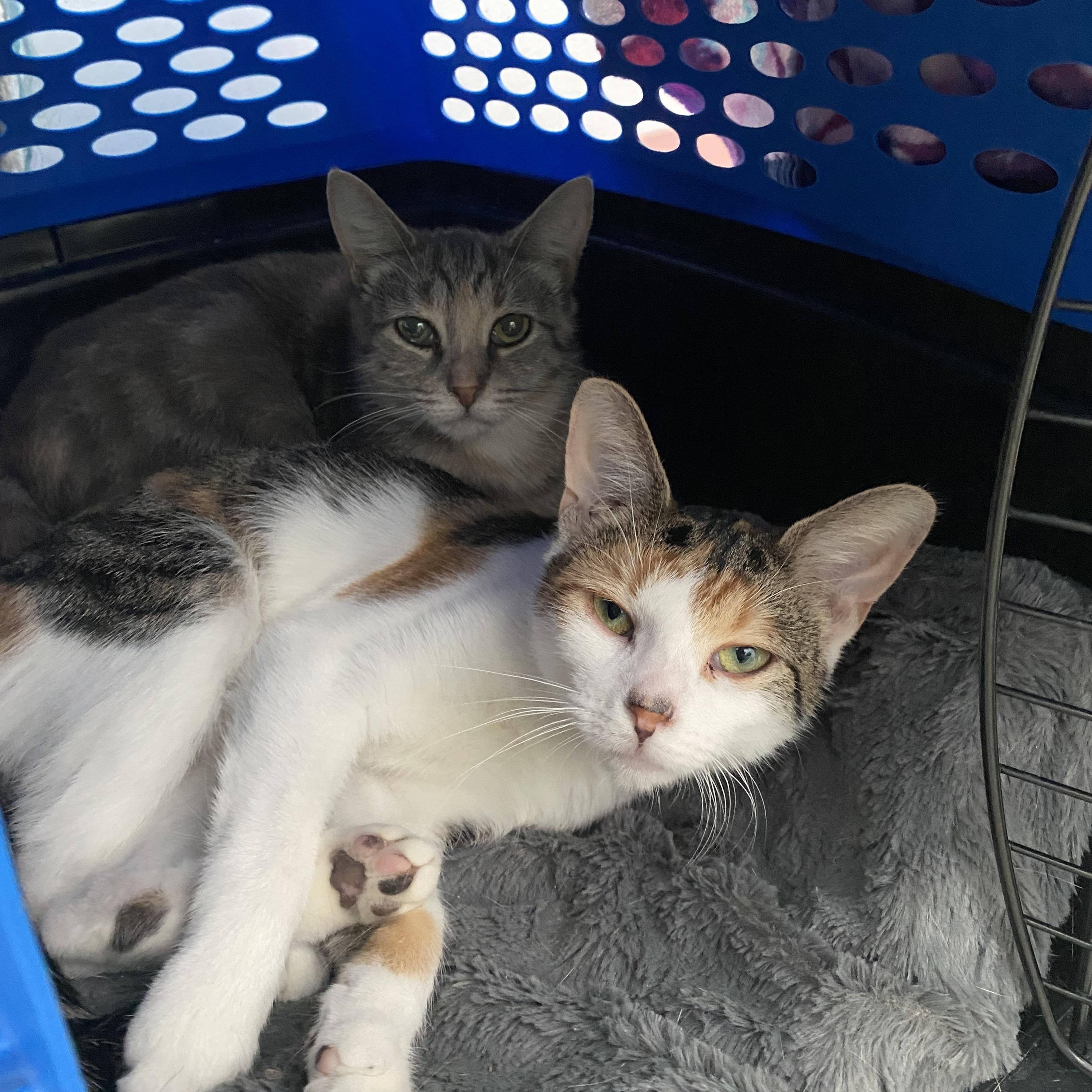 Enlarge Critters, a Adoptable Calico in Belleville, MI image 3/3