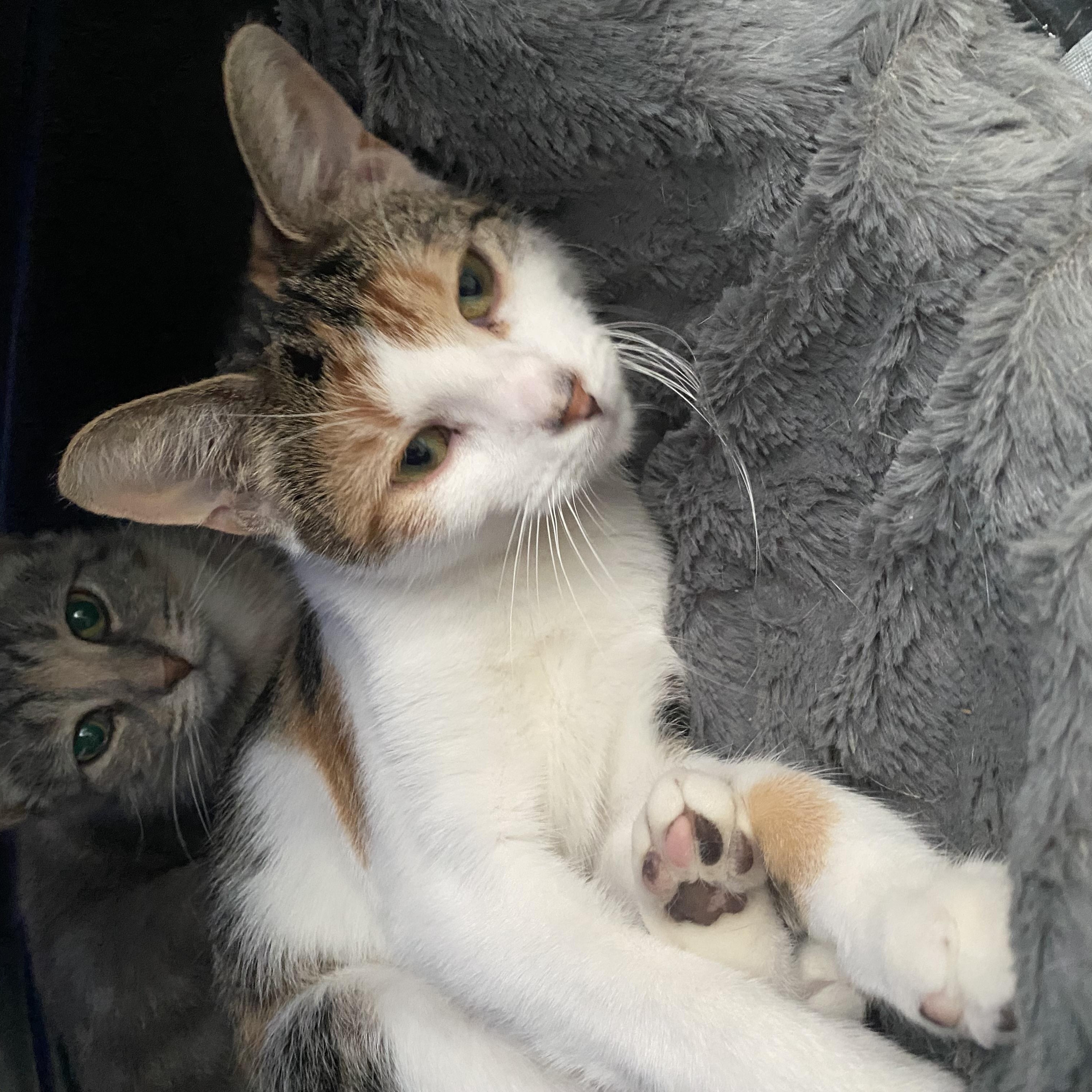 Enlarge Critters, a Adoptable Calico in Belleville, MI image 2/3