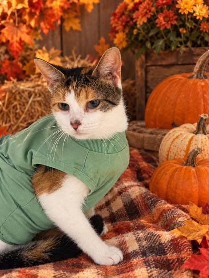 Enlarge Critters, a Adoptable Calico in Belleville, MI image 1/3