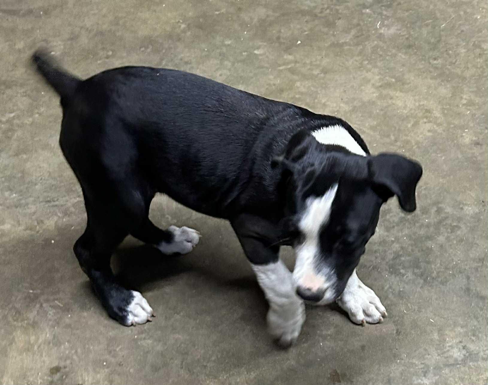 Enlarge Petunia, a Adoptable mixed breed in Medfield, MA image 2/4