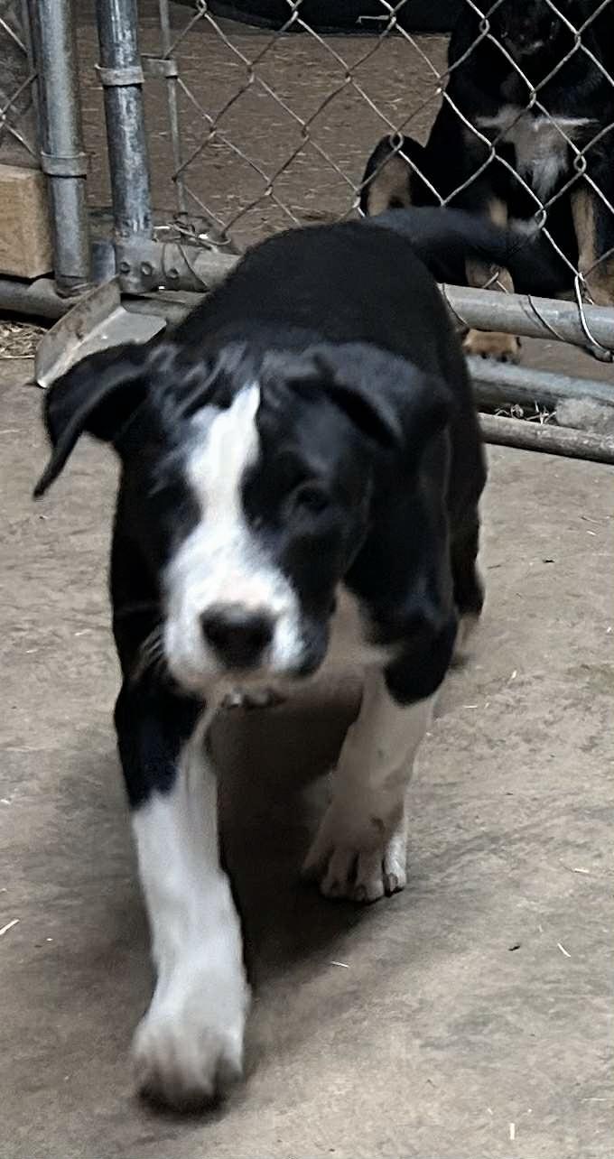 Petunia, Adoptable, Puppy Female Australian Shepherd & Labrador Retriever.