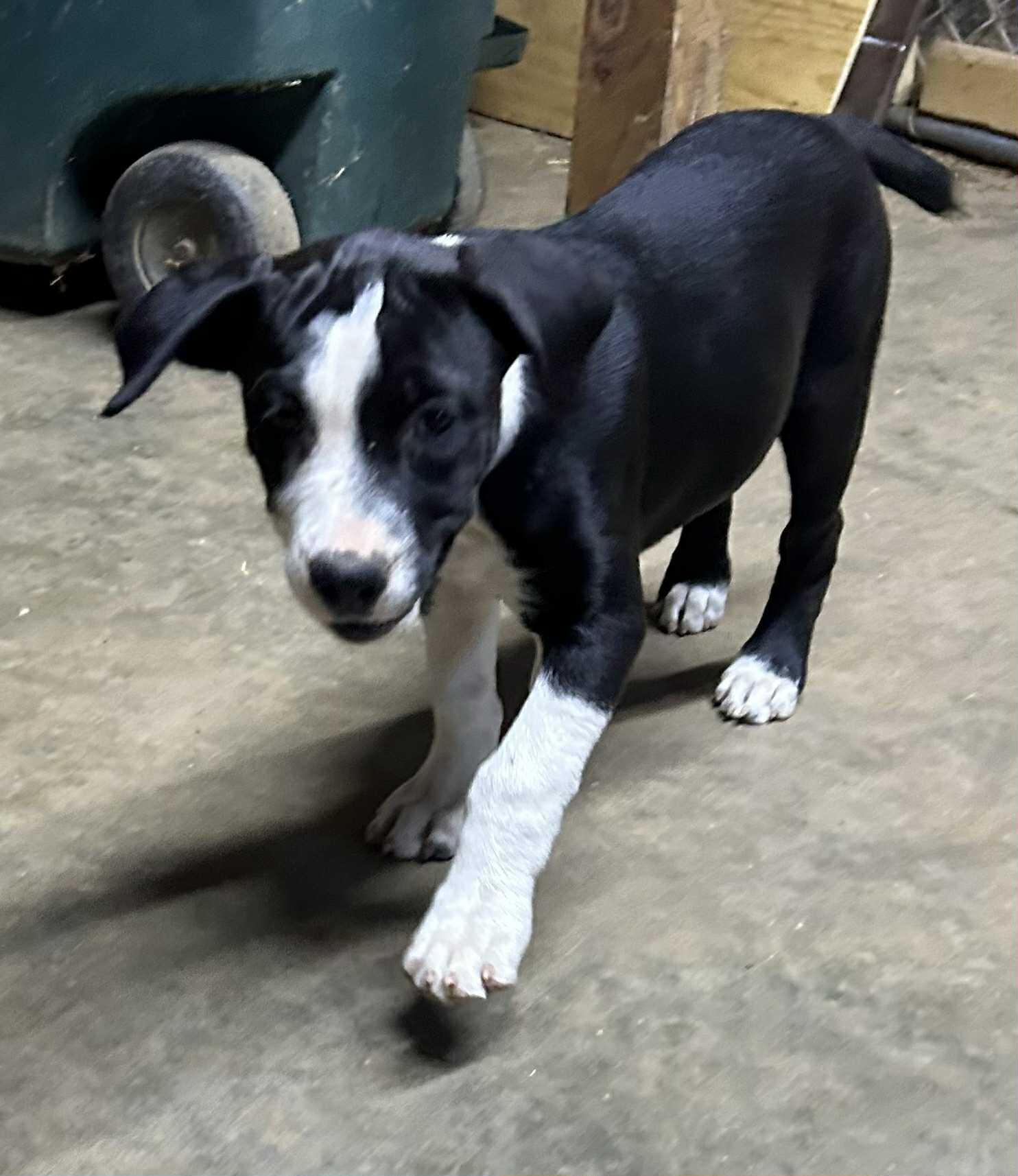 Enlarge Petunia, a Adoptable mixed breed in Medfield, MA image 3/4