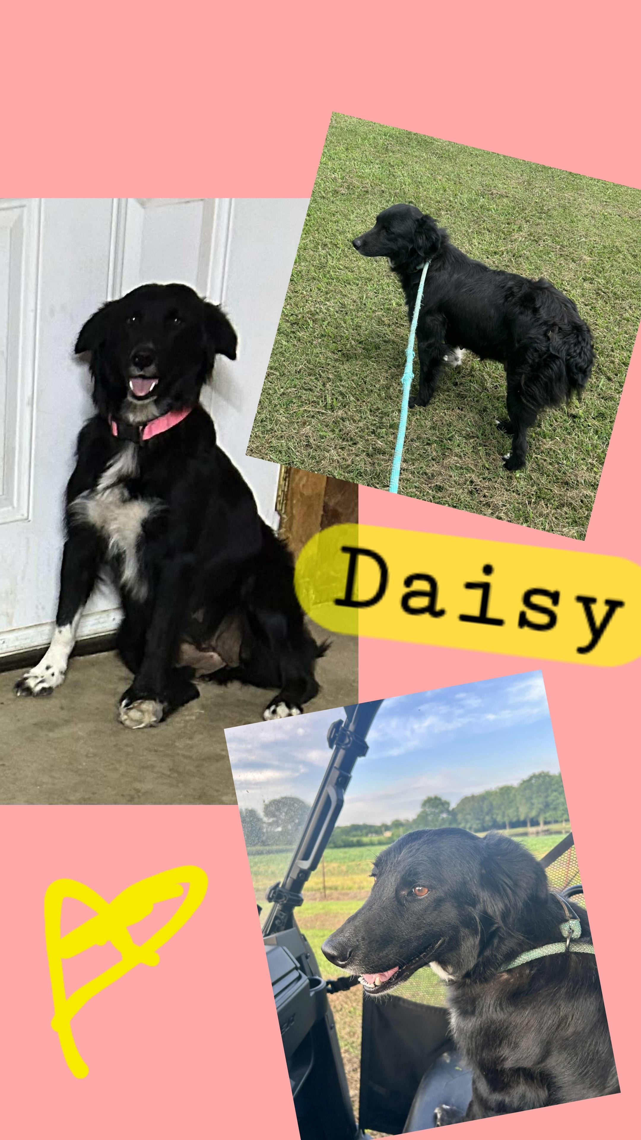 Enlarge Petunia, a Adoptable mixed breed in Medfield, MA image 4/4