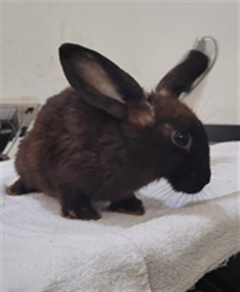 BUSBOY, Adoptable, Adult Male Bunny Rabbit.