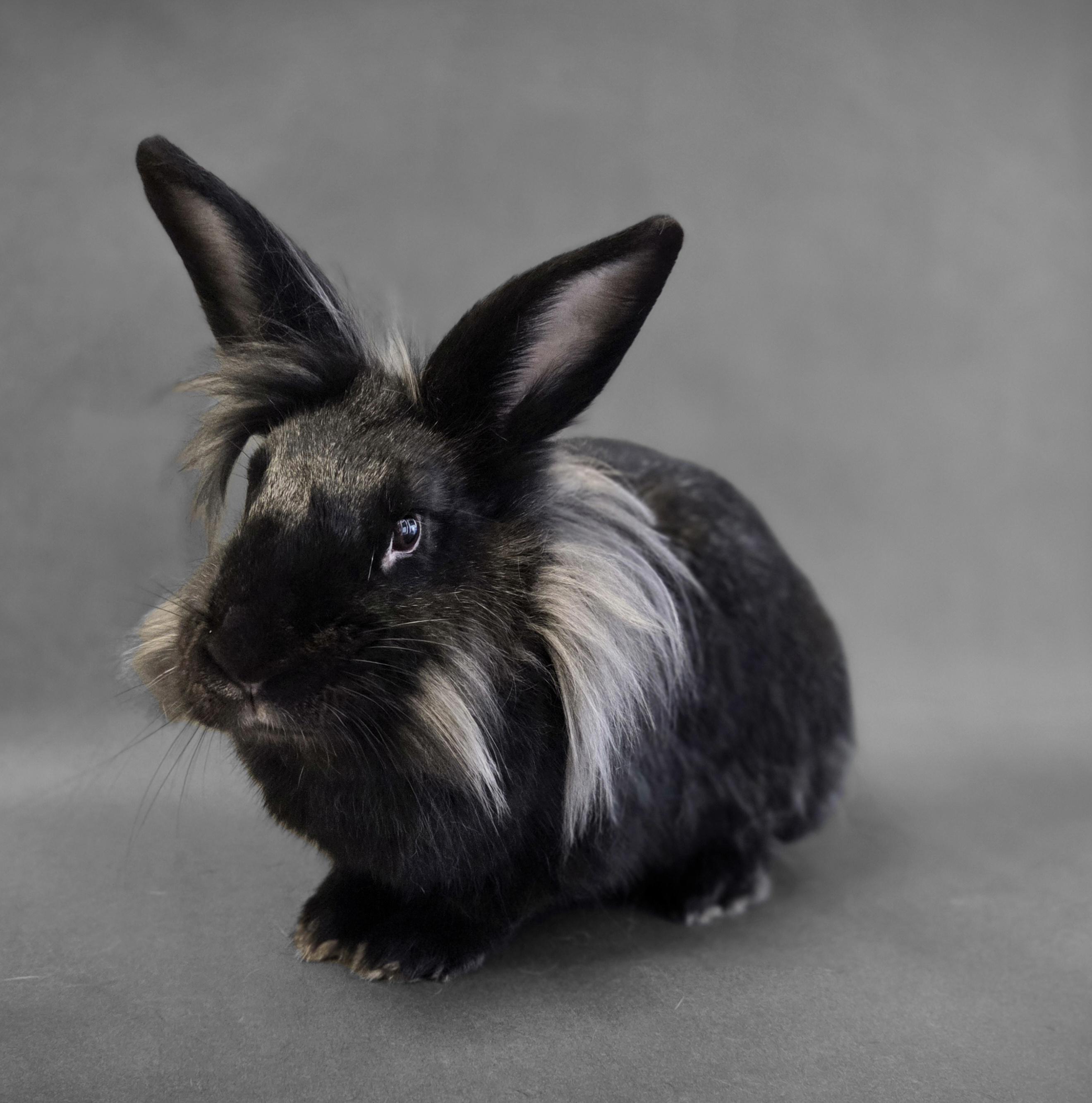 BUSBOY, Adoptable, Adult Male Bunny Rabbit.