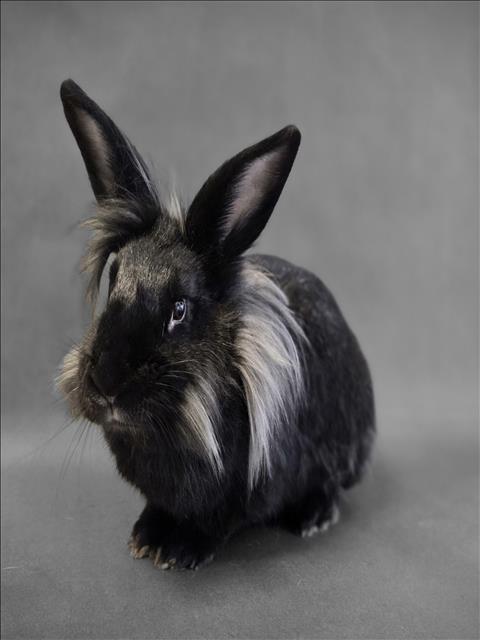 Enlarge BUSBOY, a Adoptable Bunny Rabbit in Los Angeles, CA image 1/1