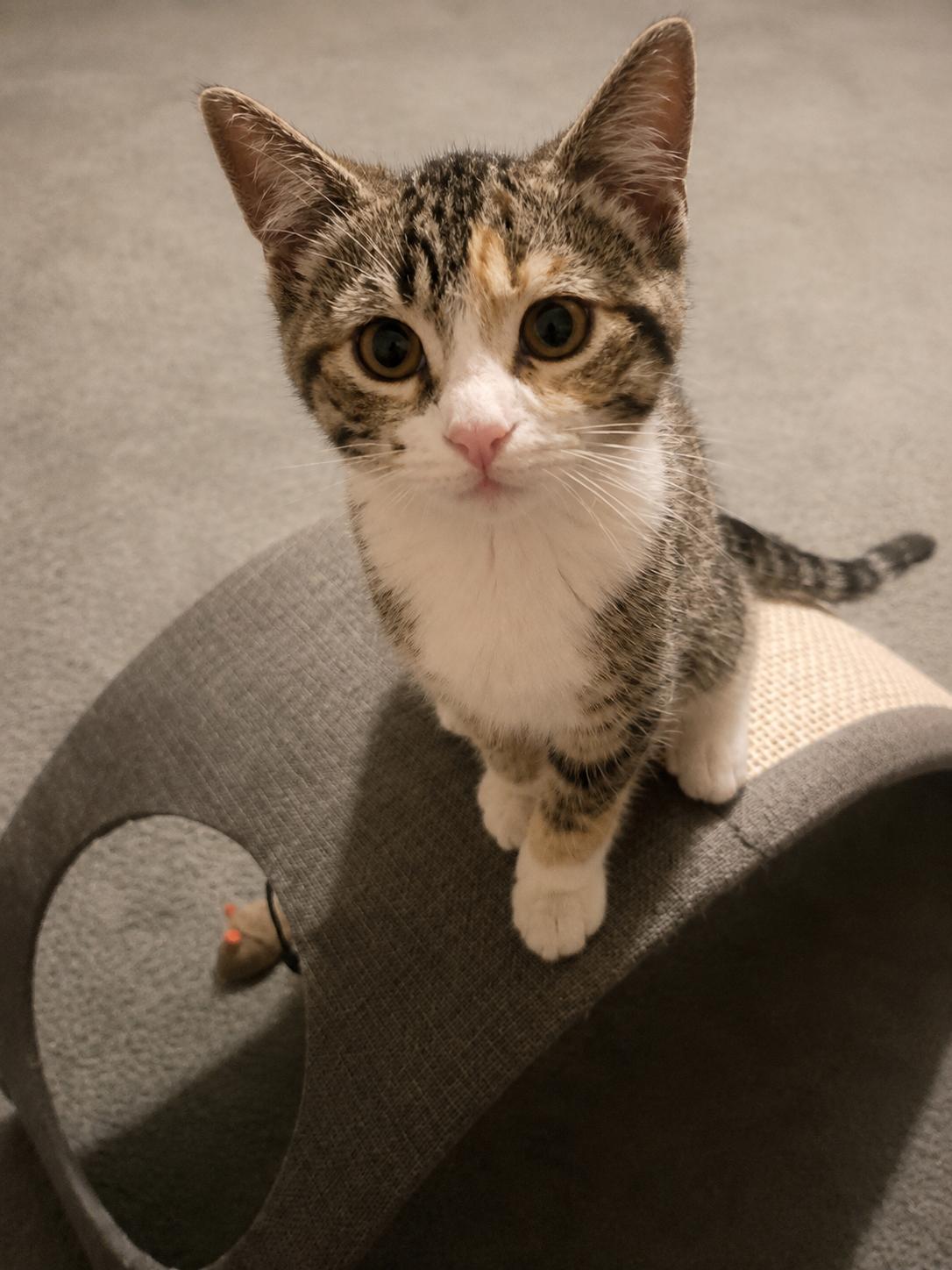 Miso & Sushi The Perfect Pair of Sisters, an adopted Domestic Short Hair in Farmington, MN image 3/5