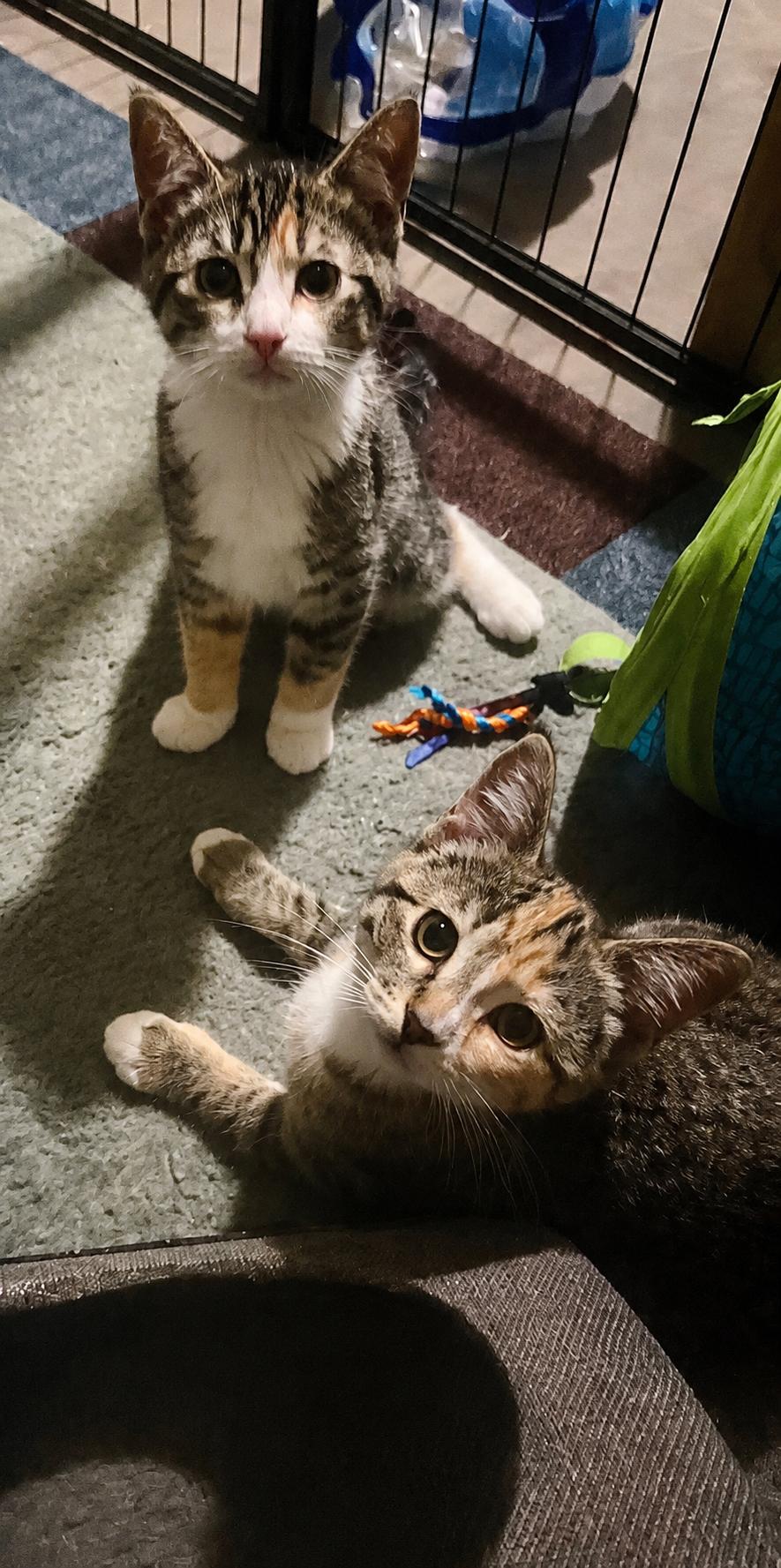 Miso & Sushi The Perfect Pair of Sisters, an adopted Domestic Short Hair in Farmington, MN image 2/5