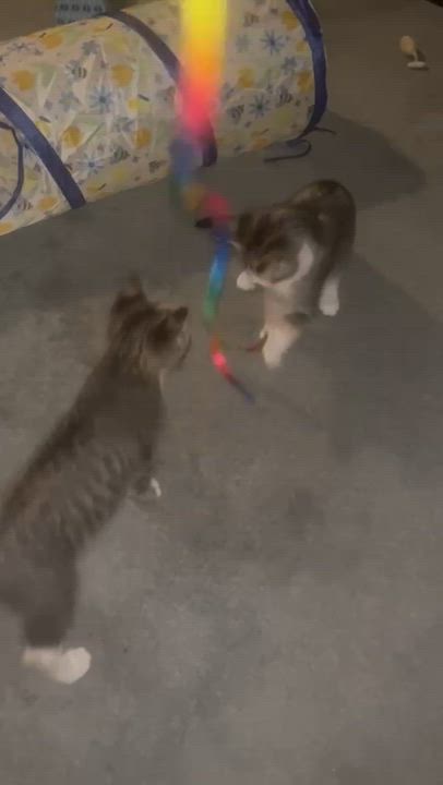 Enlarge Miso & Sushi The Perfect Pair of Sisters, an adopted Domestic Short Hair in Farmington, MN video 5/5