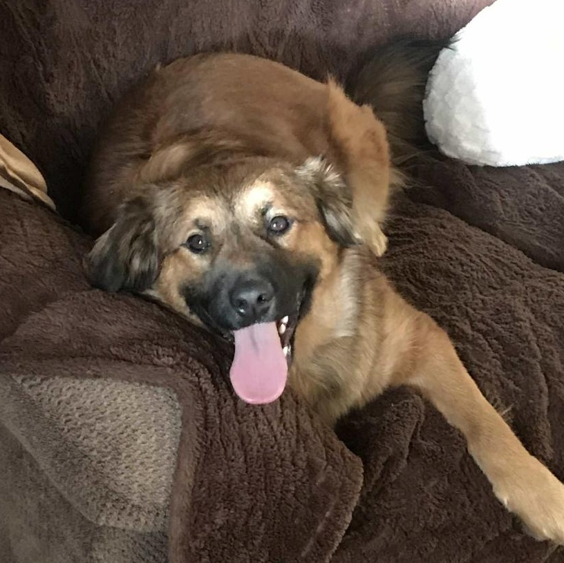 Ludie, an adopted mixed breed in Monticello, MN image 1/3