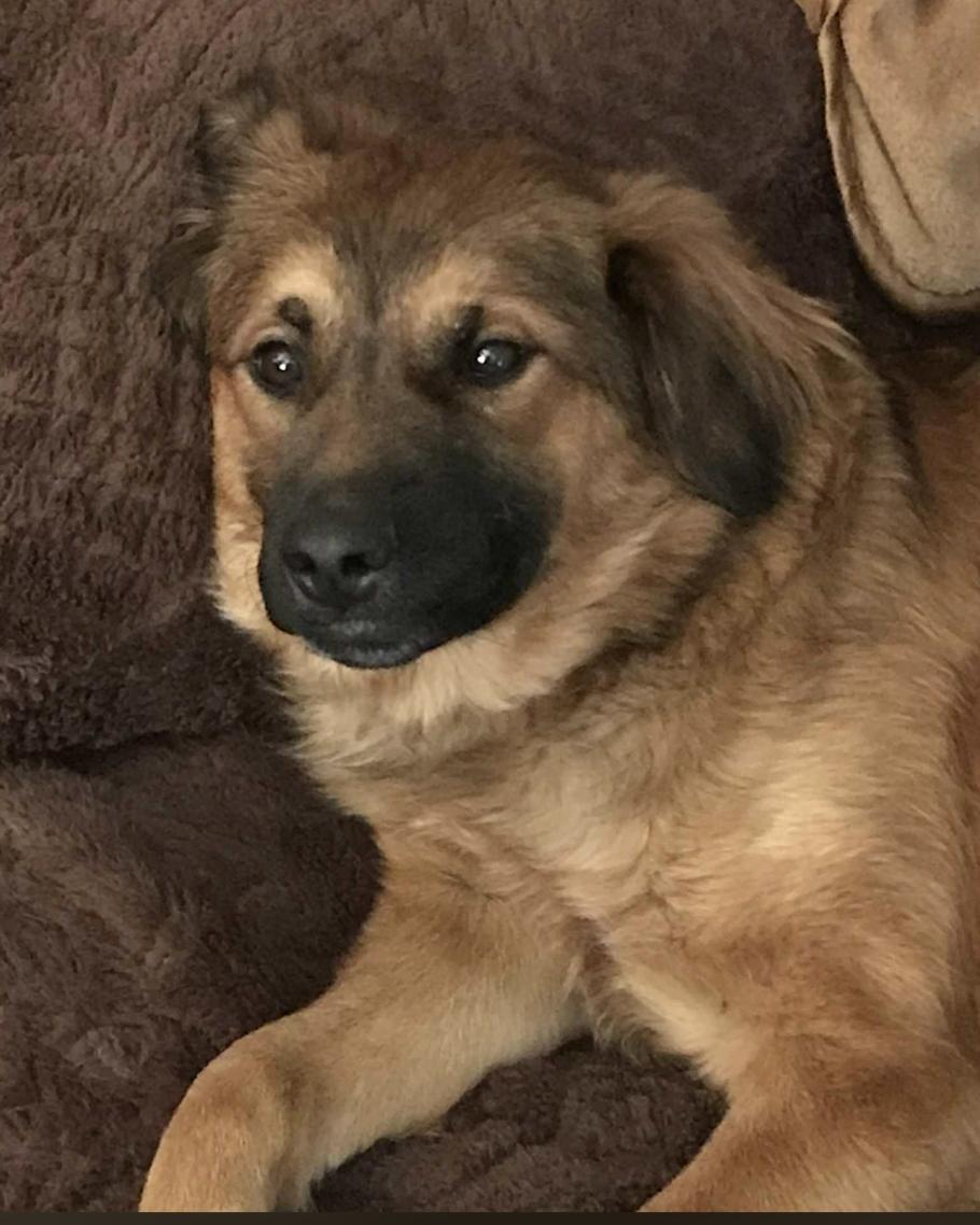 Ludie, an adopted mixed breed in Monticello, MN image 3/3