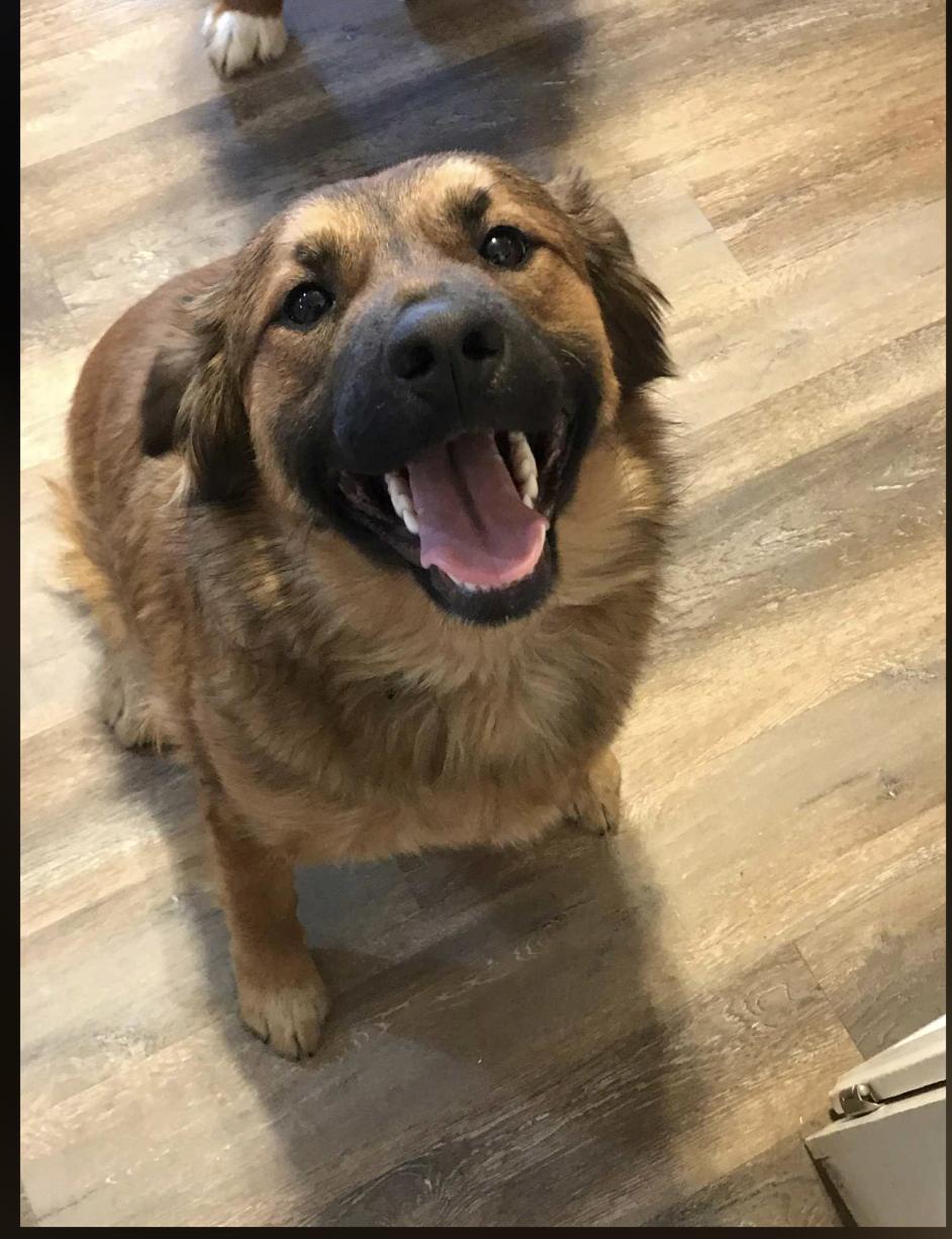 Ludie, an adopted mixed breed in Monticello, MN image 2/3