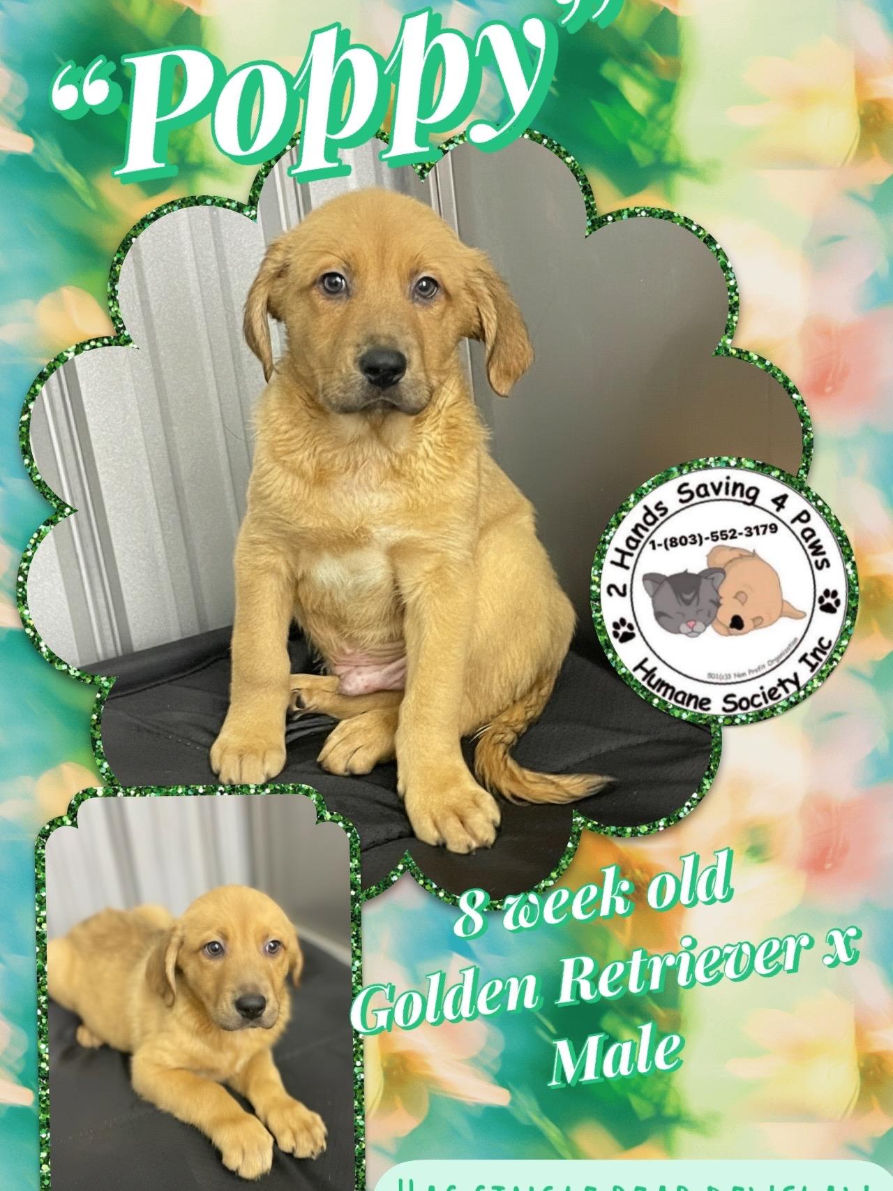 Poppy, adopted, Puppy Male Golden Retriever.