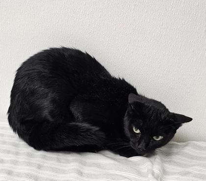 Marsha, Adoptable, Adult Female Domestic Short Hair & Domestic Short Hair.