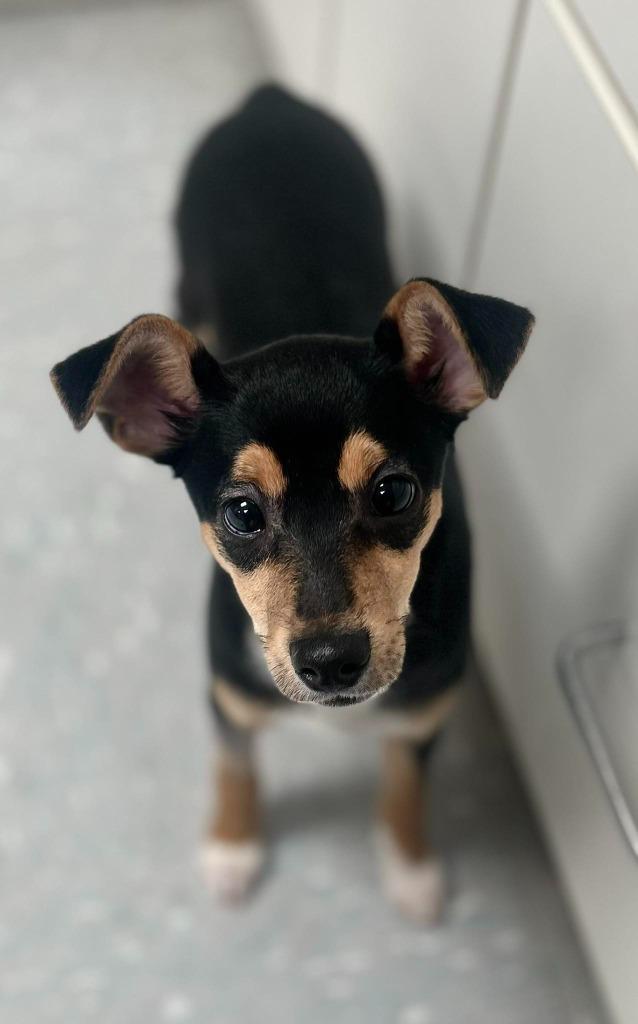 Enlarge Nikkita, an adopted Toy Fox Terrier in New Philadelphia, OH image 1/1