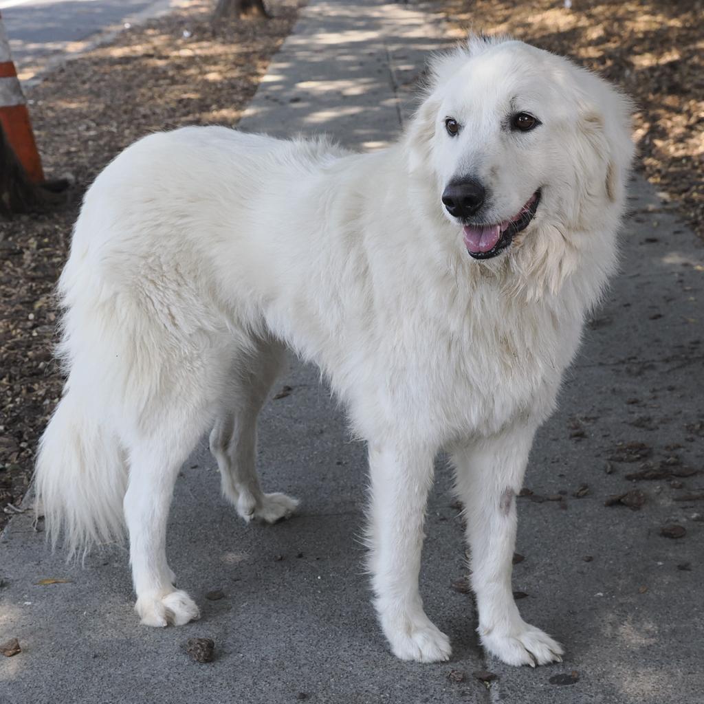 GRAND MOLLY, a Adoptable Great Pyrenees in Point Richmond, CA image 1/4