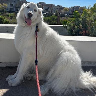 GRAND MOLLY, a Adoptable Great Pyrenees in Point Richmond, CA image 2/4