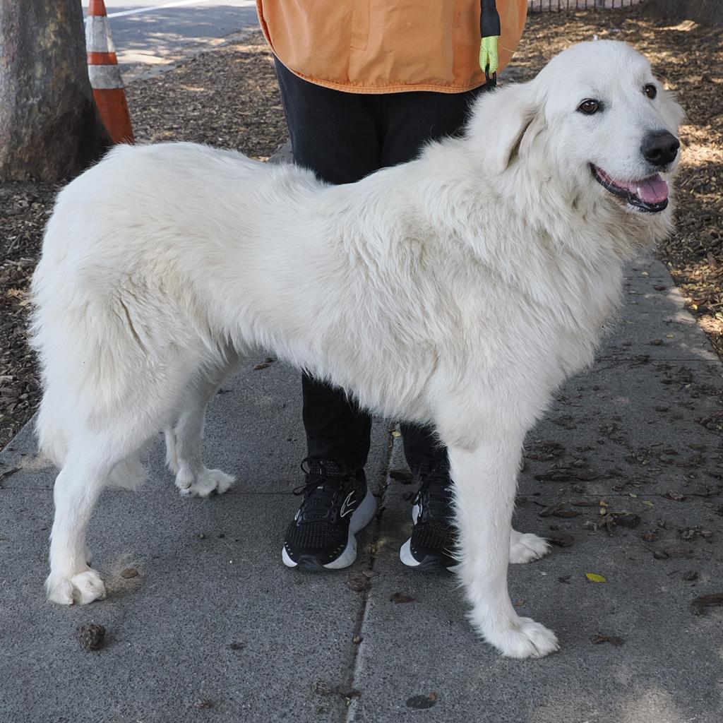 GRAND MOLLY, a Adoptable Great Pyrenees in Point Richmond, CA image 3/4